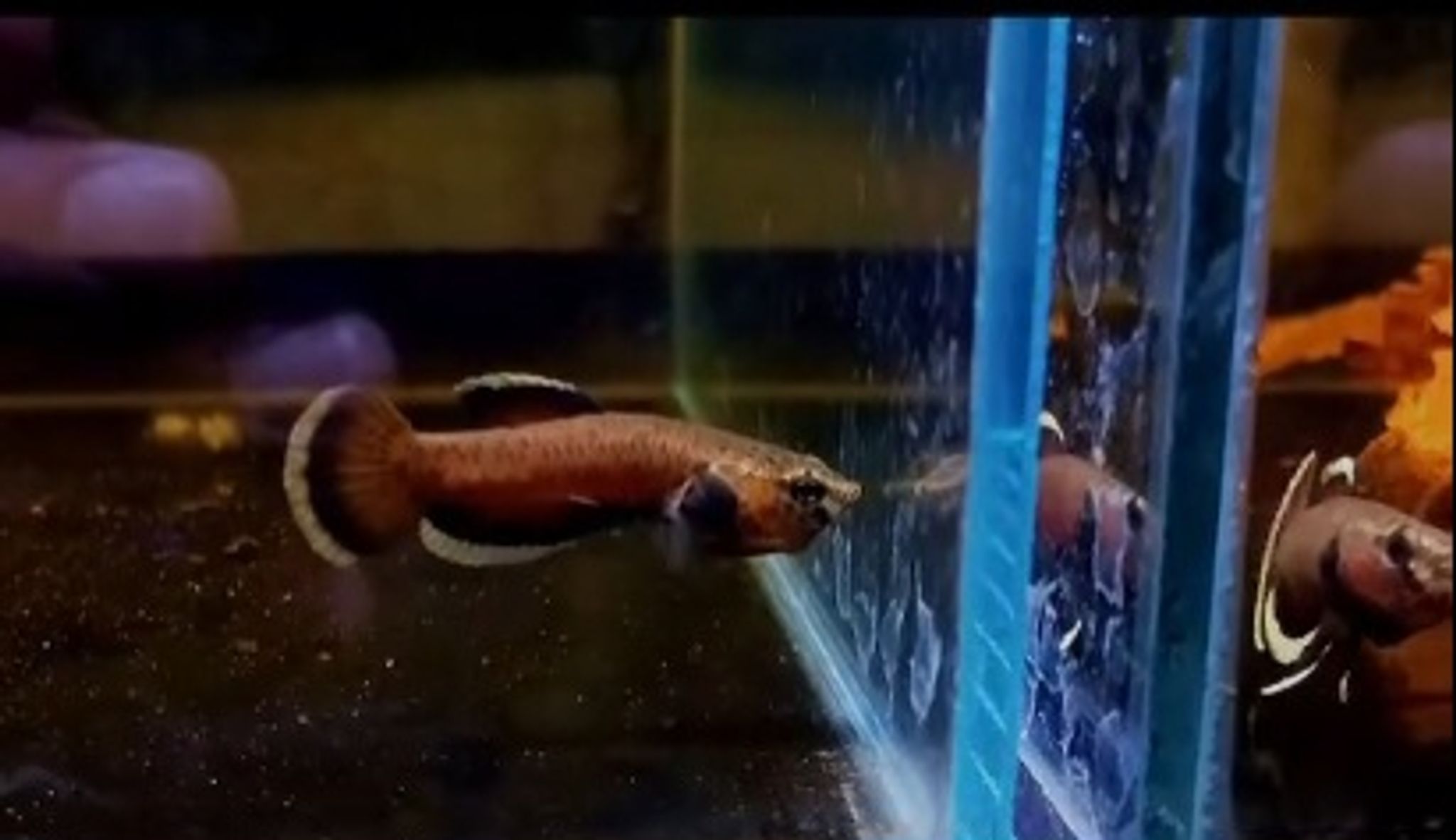 Albimarginata