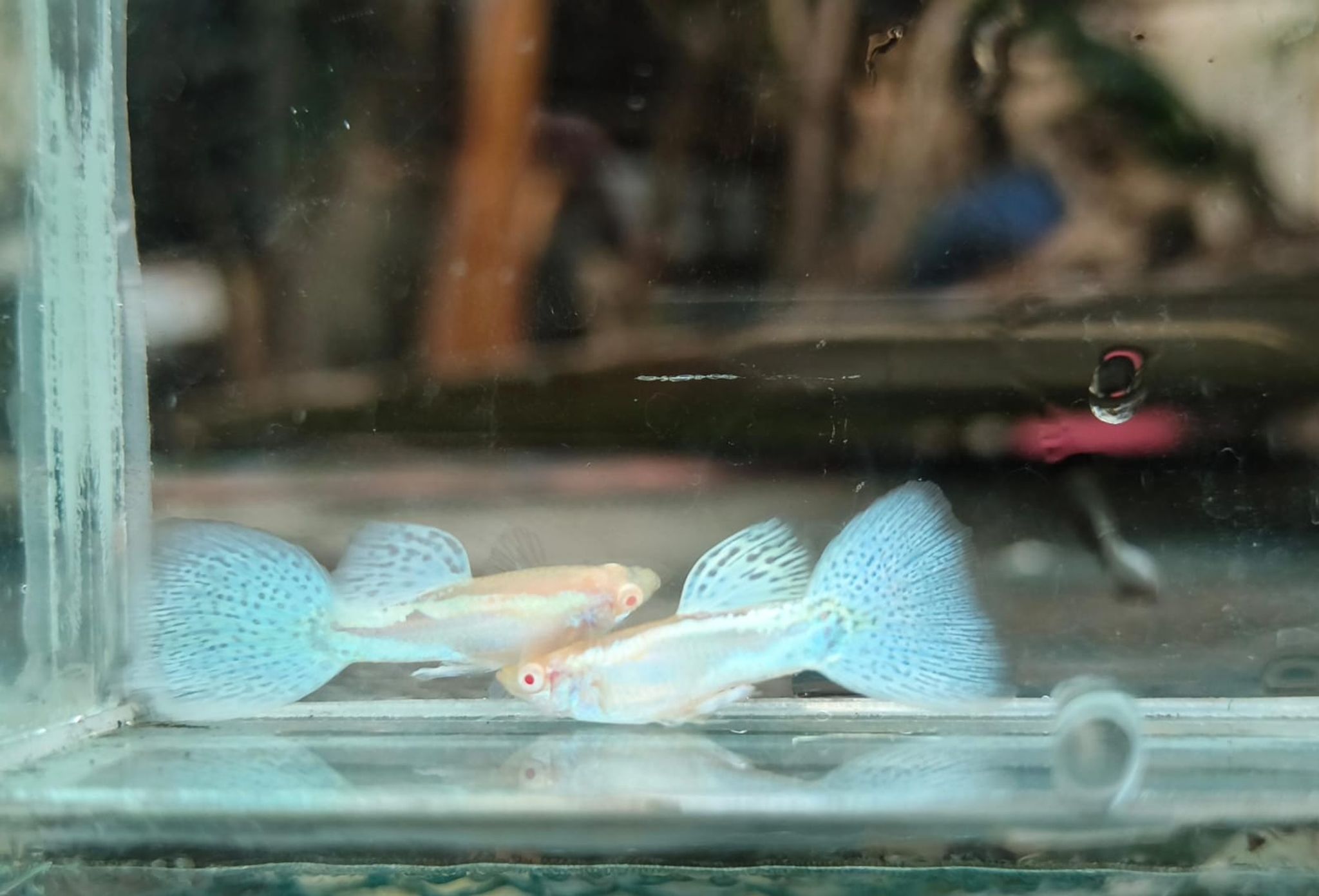 Albino Blue Grass Guppy Pair