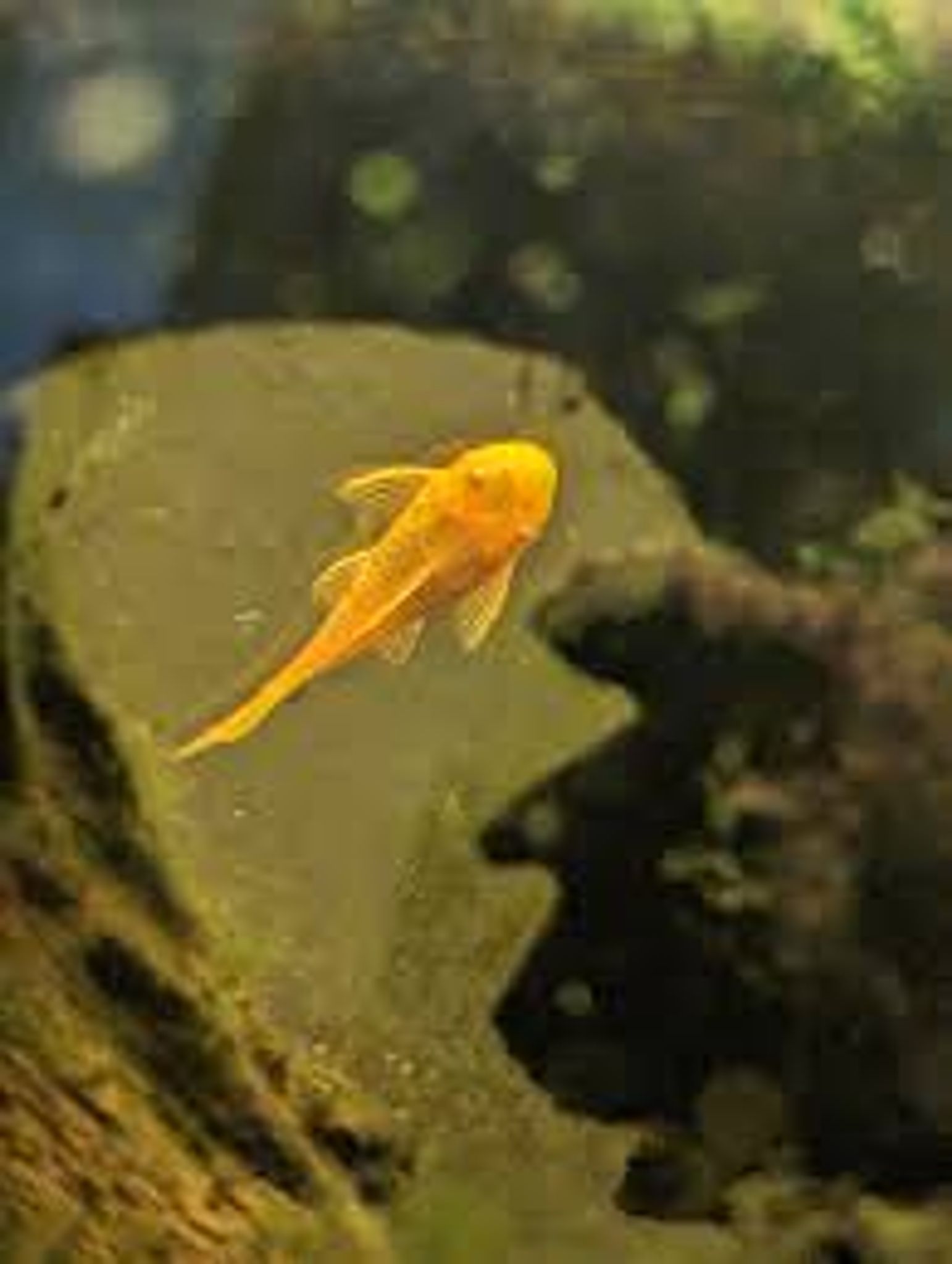 Albino Bristlenose Long Tail Pleco