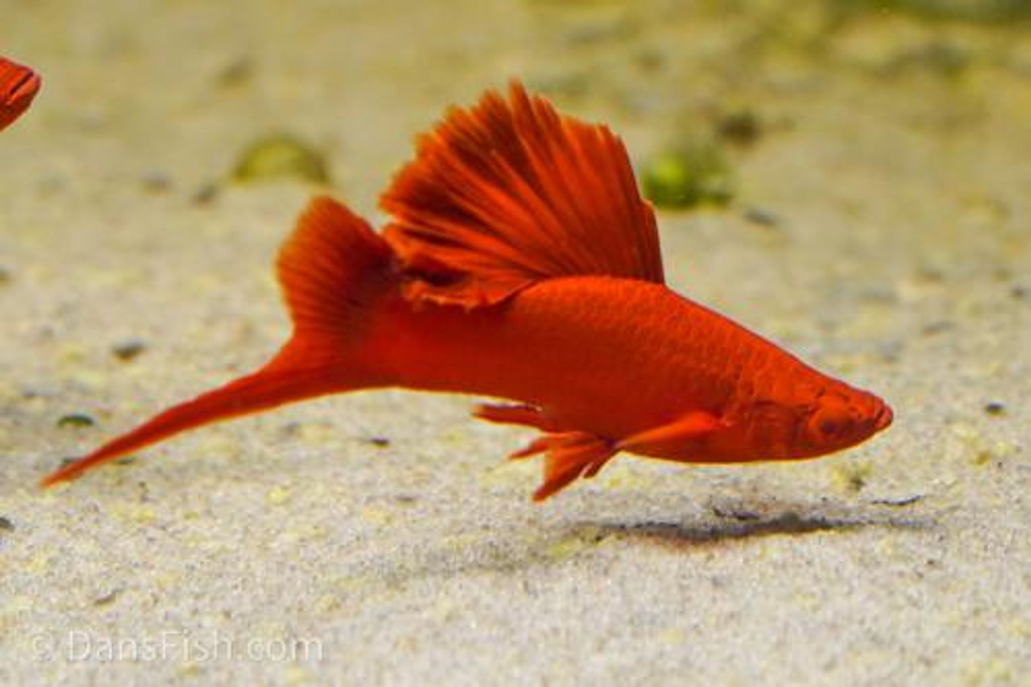Albino Cauliflower Swordtail