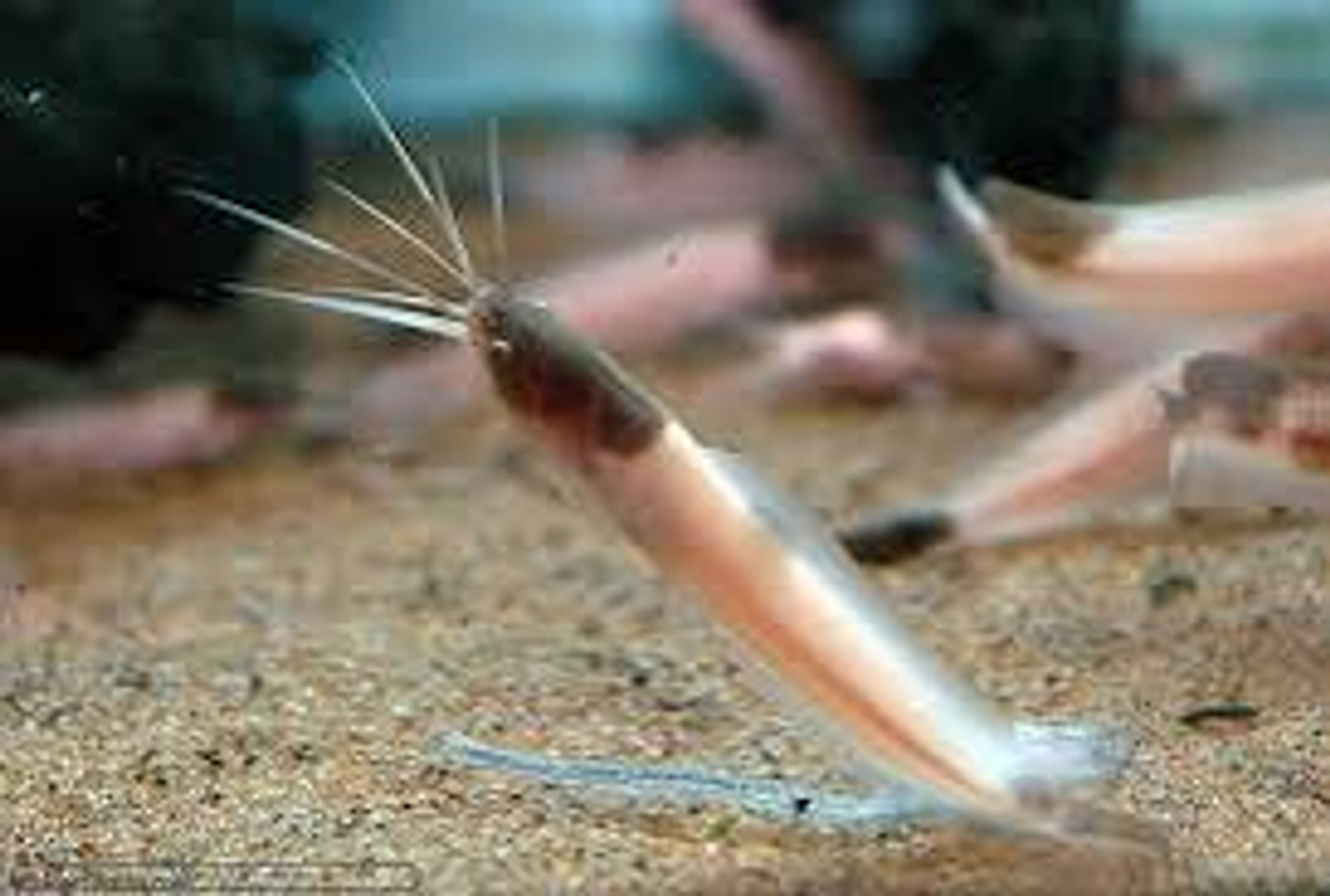 Albino Clarias Catfish