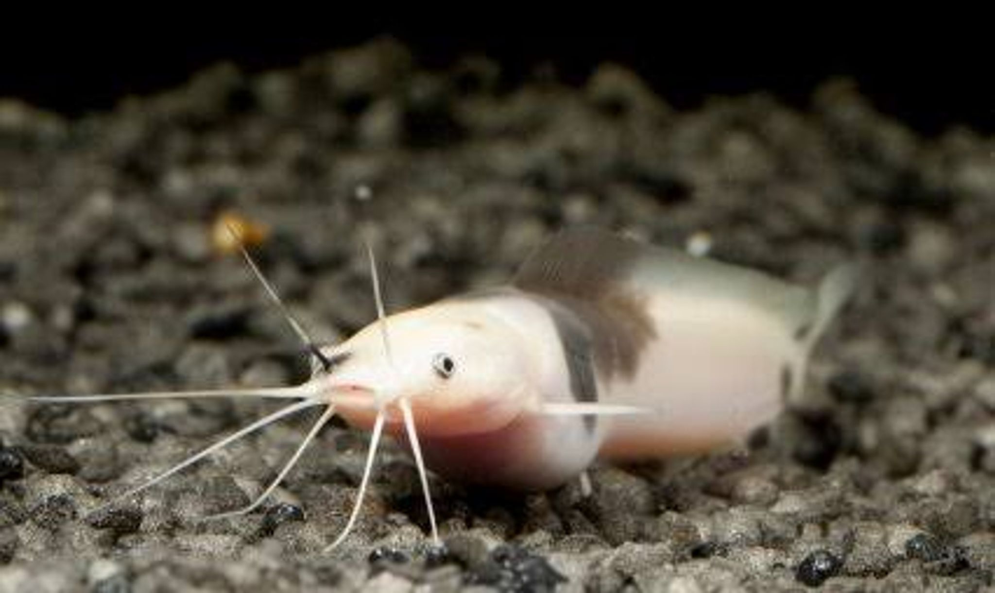 Albino Clarias Catfish