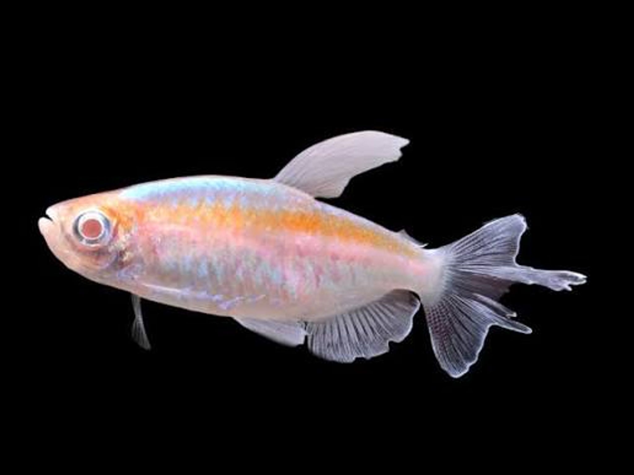 Albino Congo Tetra ML
