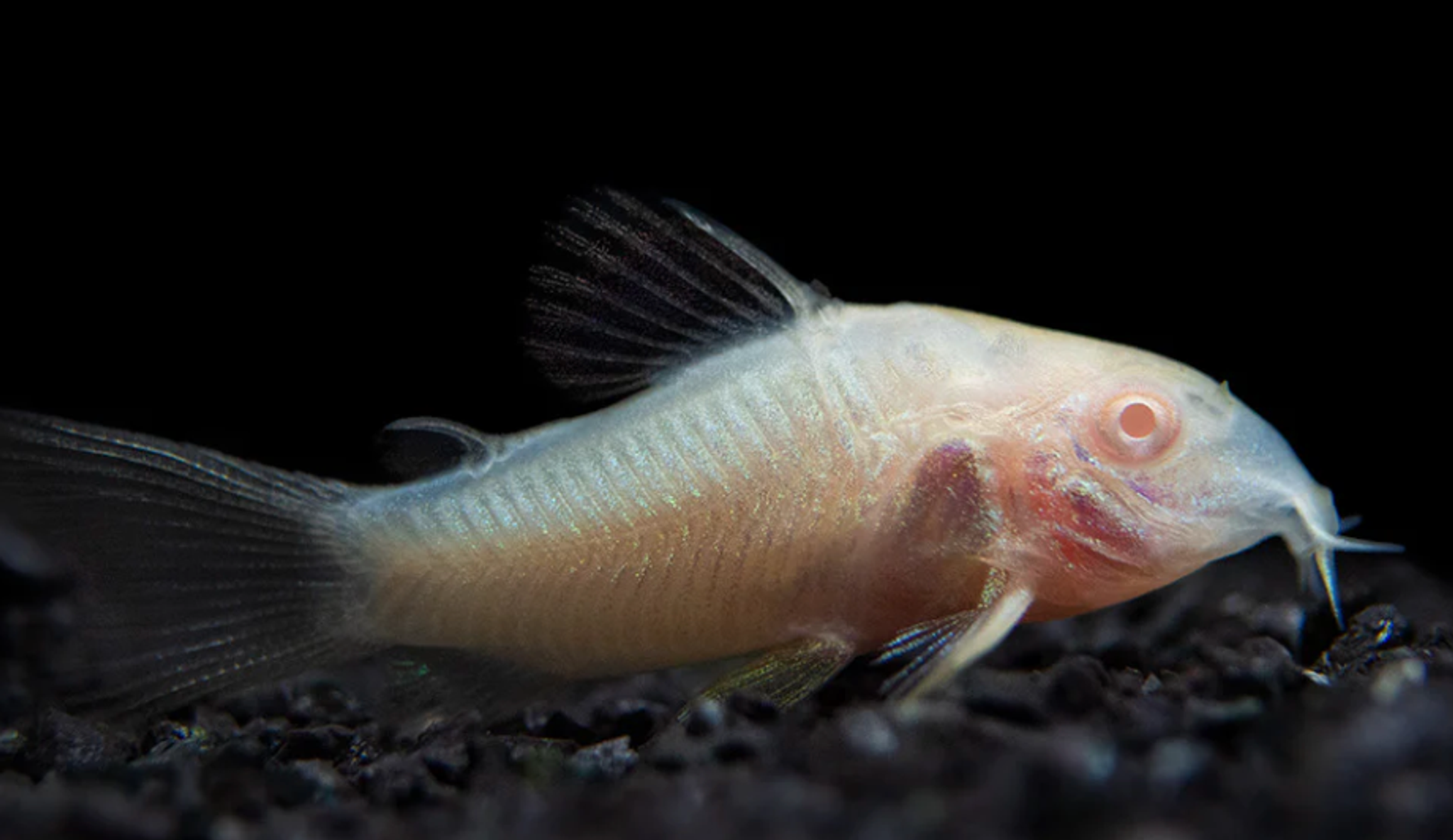 Albino Corydoras