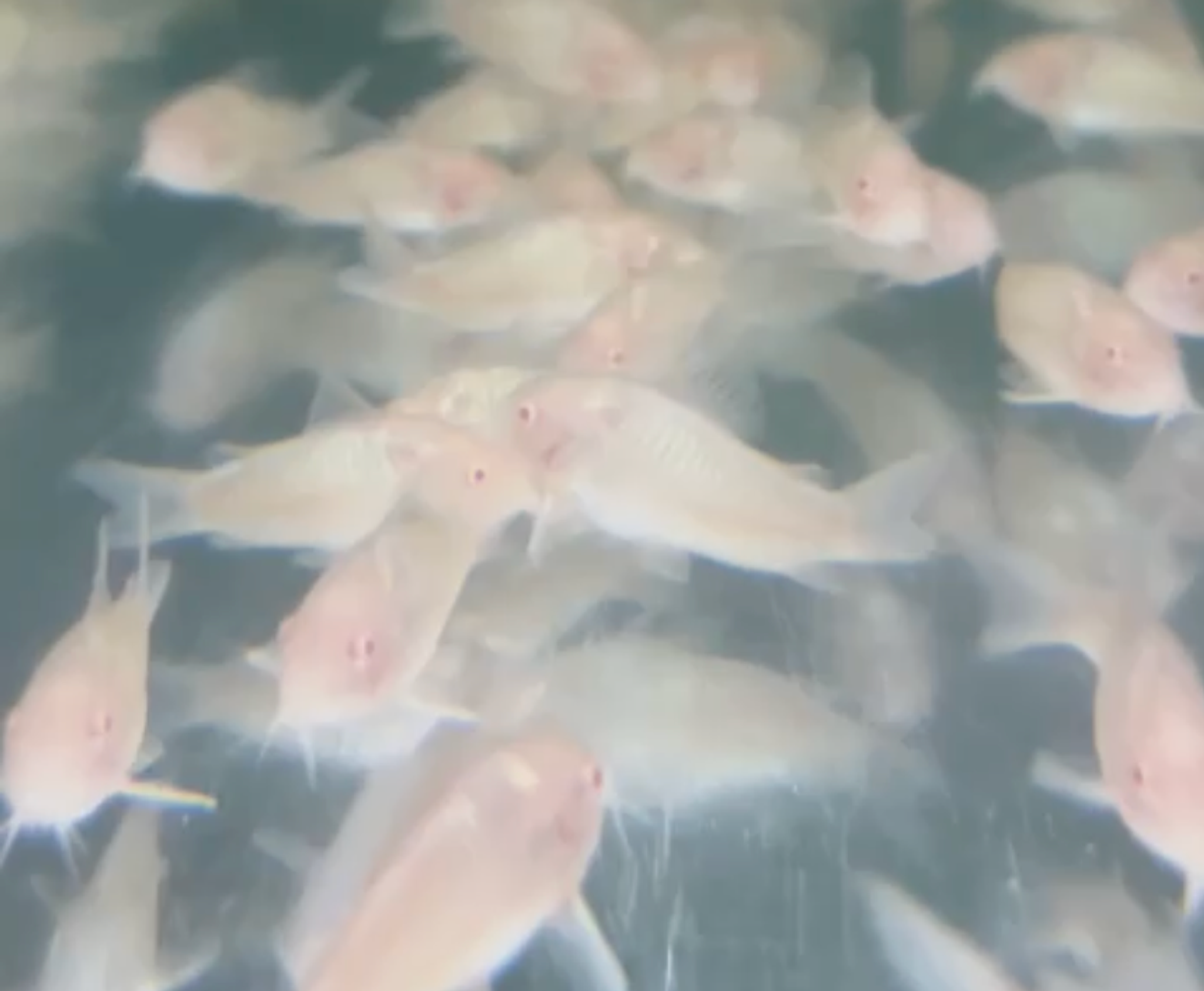 Albino Corydoras