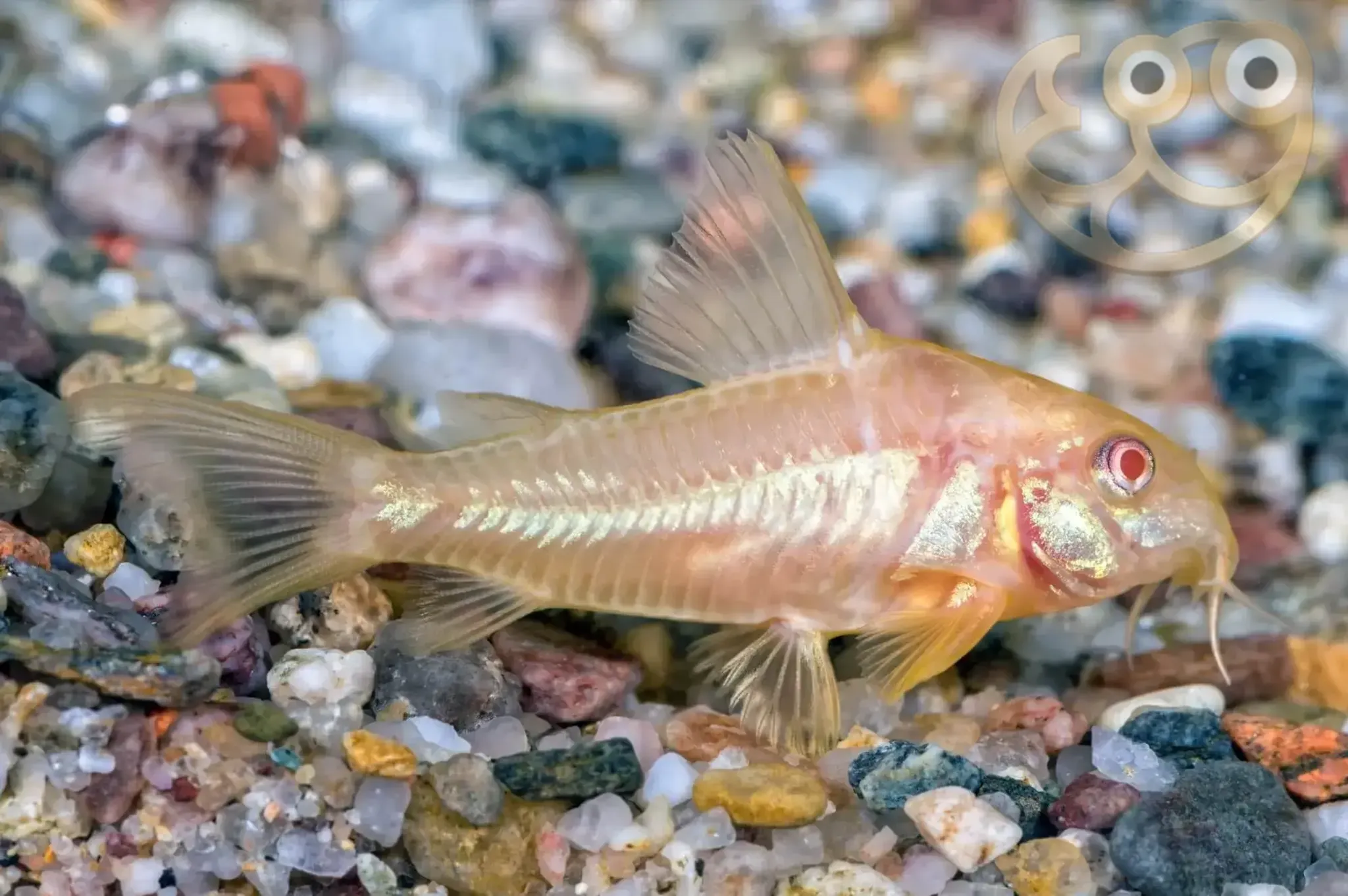 Albino Corydoras