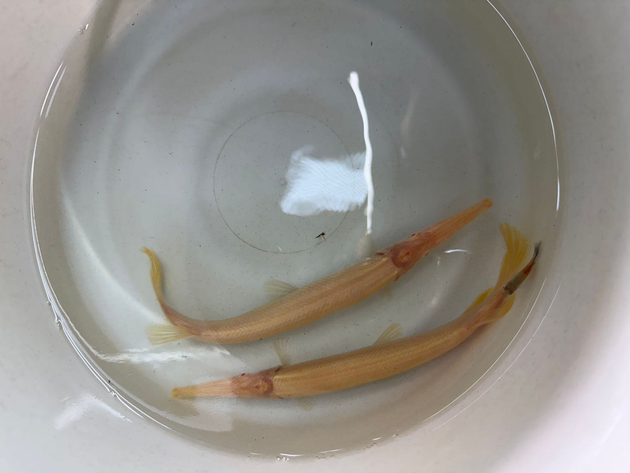 Albino Florida gar