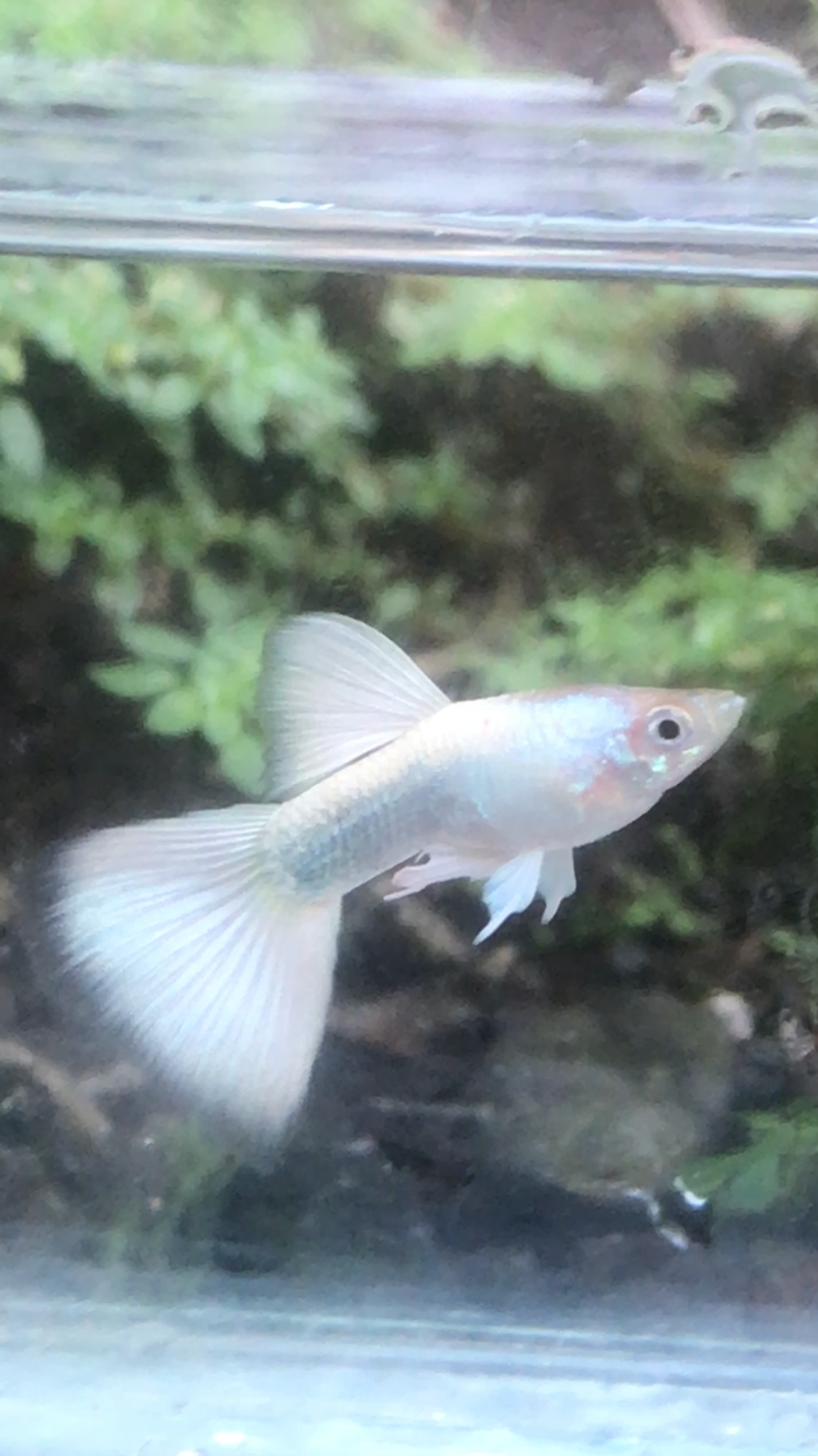 Albino Full Platinum Black eyes