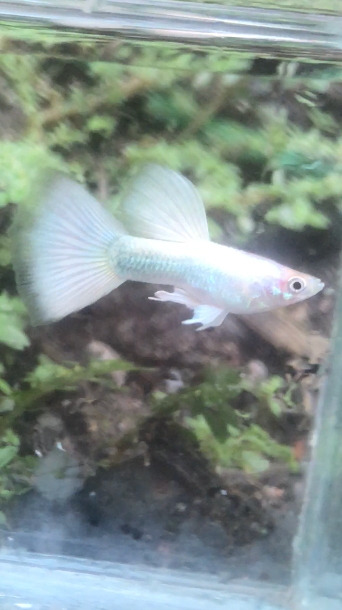 Albino Full Platinum Black eyes