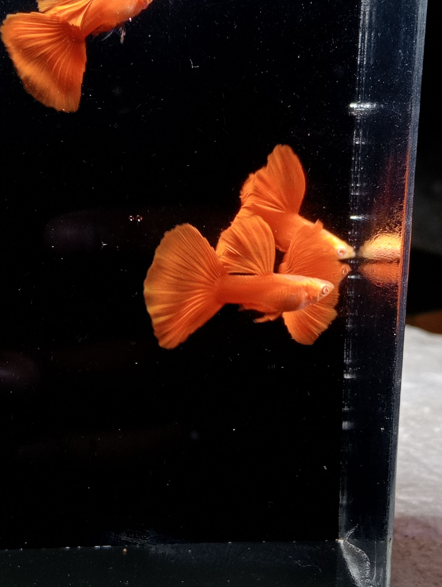 Albino Full Red (AFR)