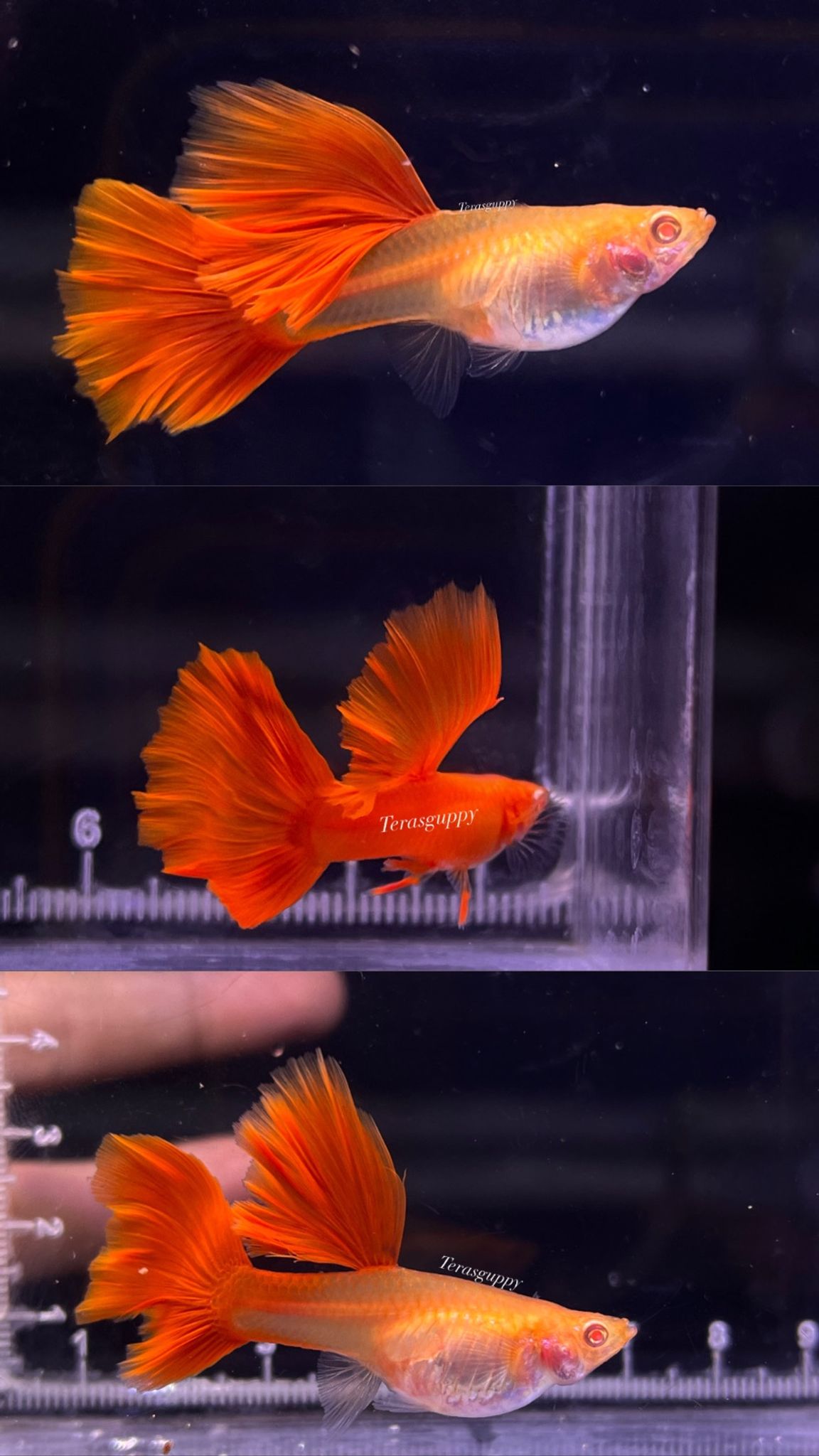 Albino Full Red Big Dorsal