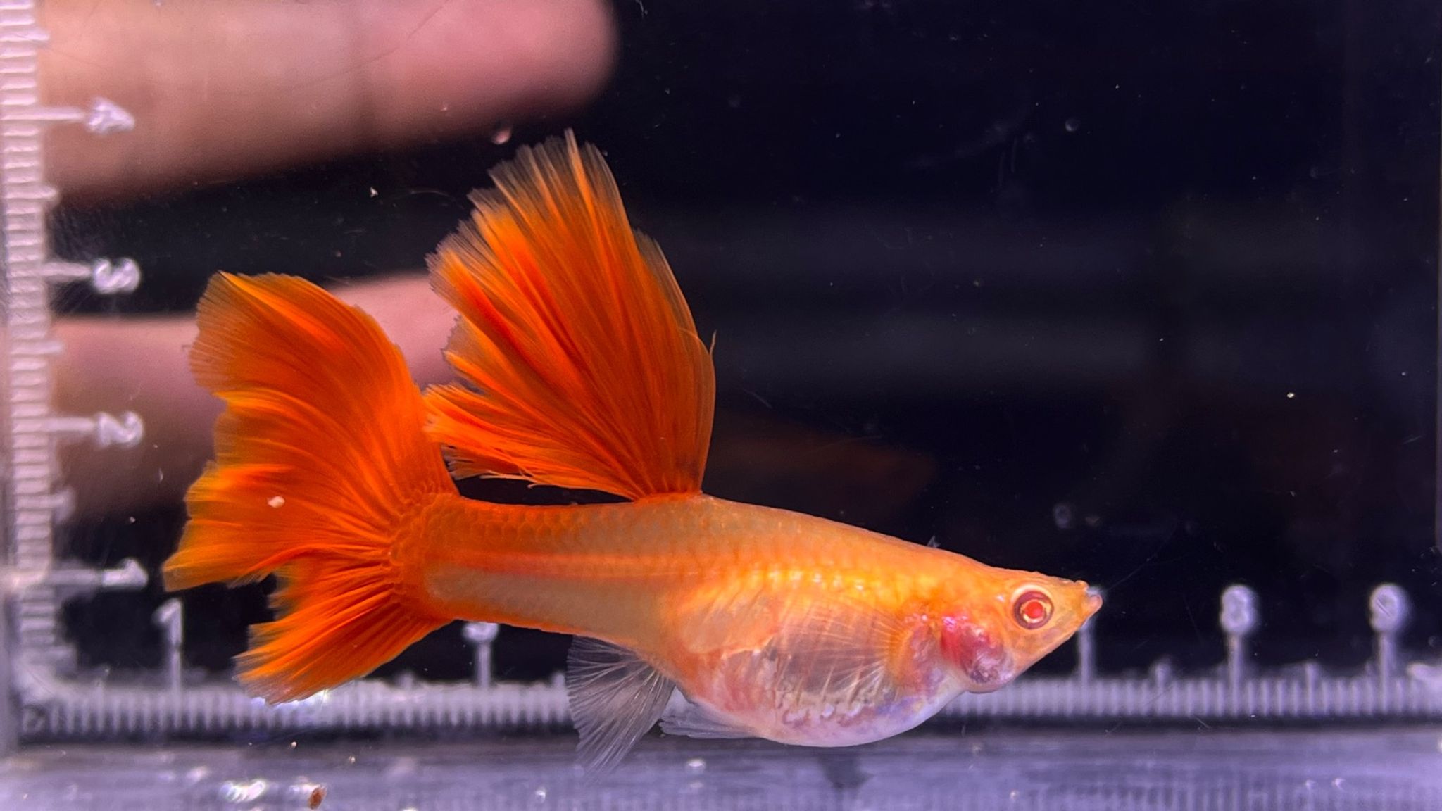 Albino Full Red Big Dorsal