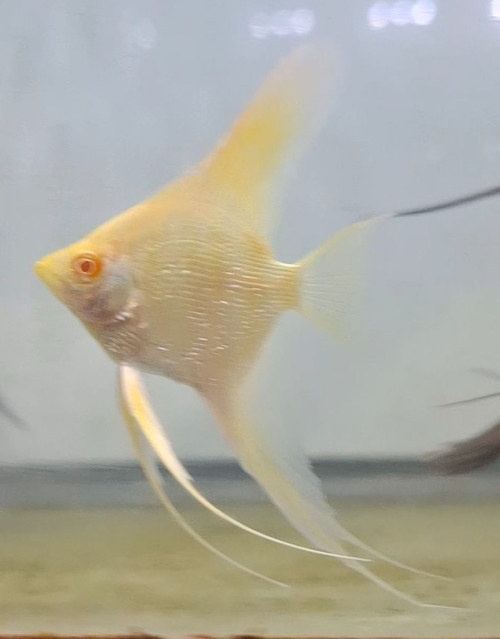 Albino Golden Pearl Scale Angelfish