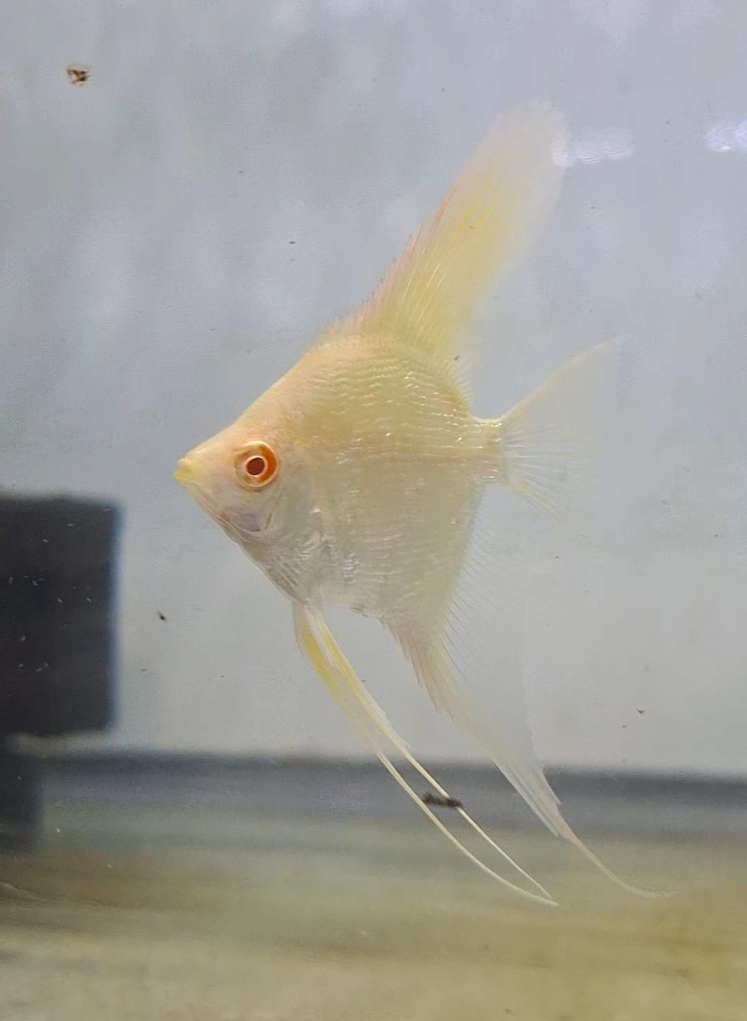 Albino Golden Pearl Scale Angelfish