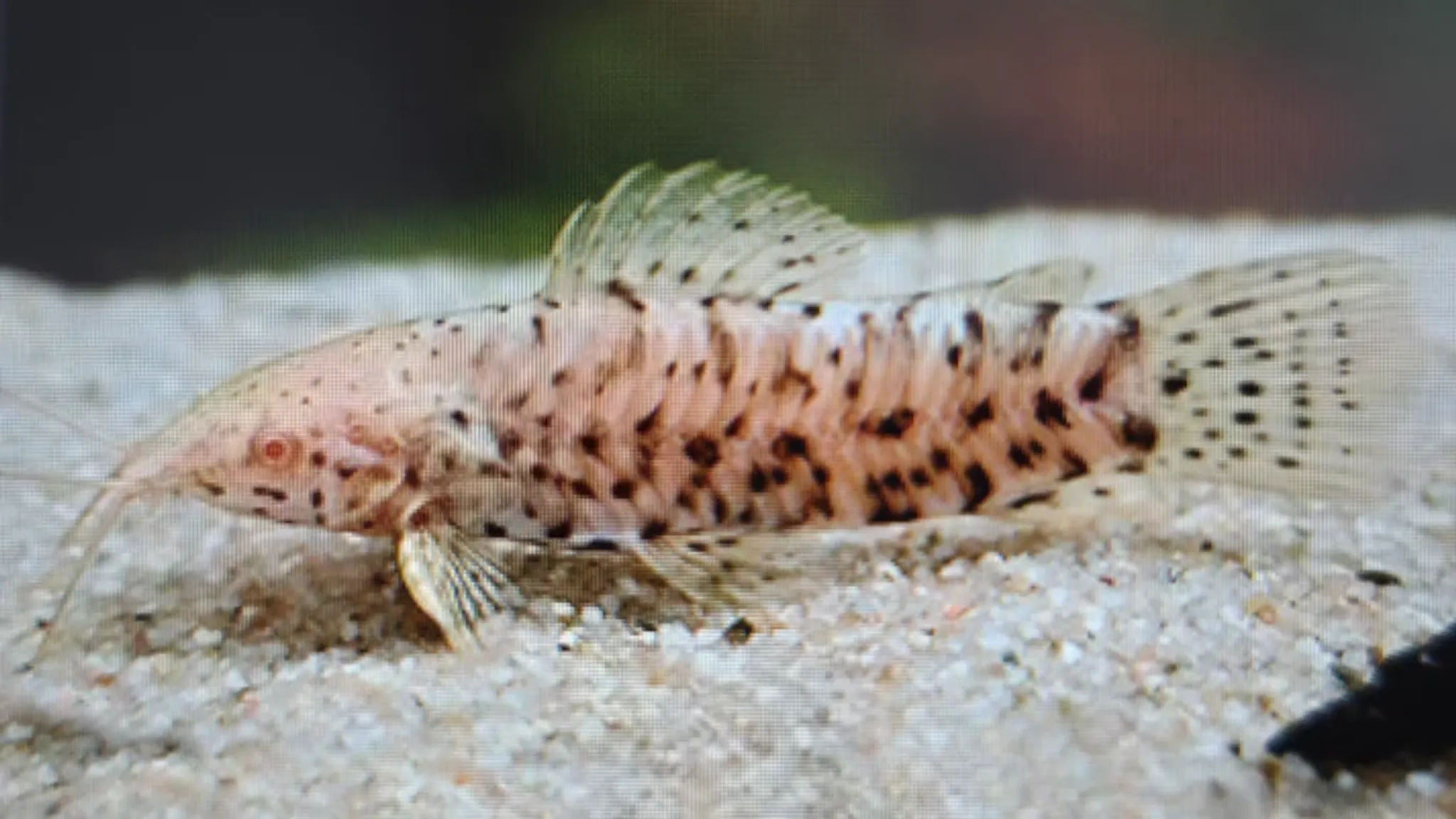 Albino Hoplo Catfish 5cm
