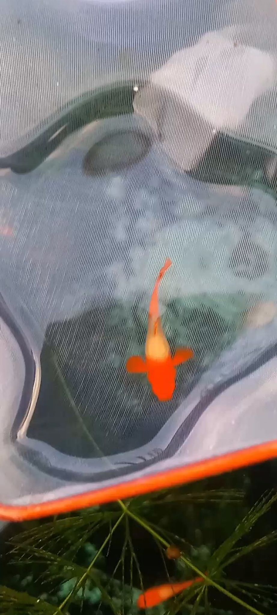 Albino Koi Red Ear