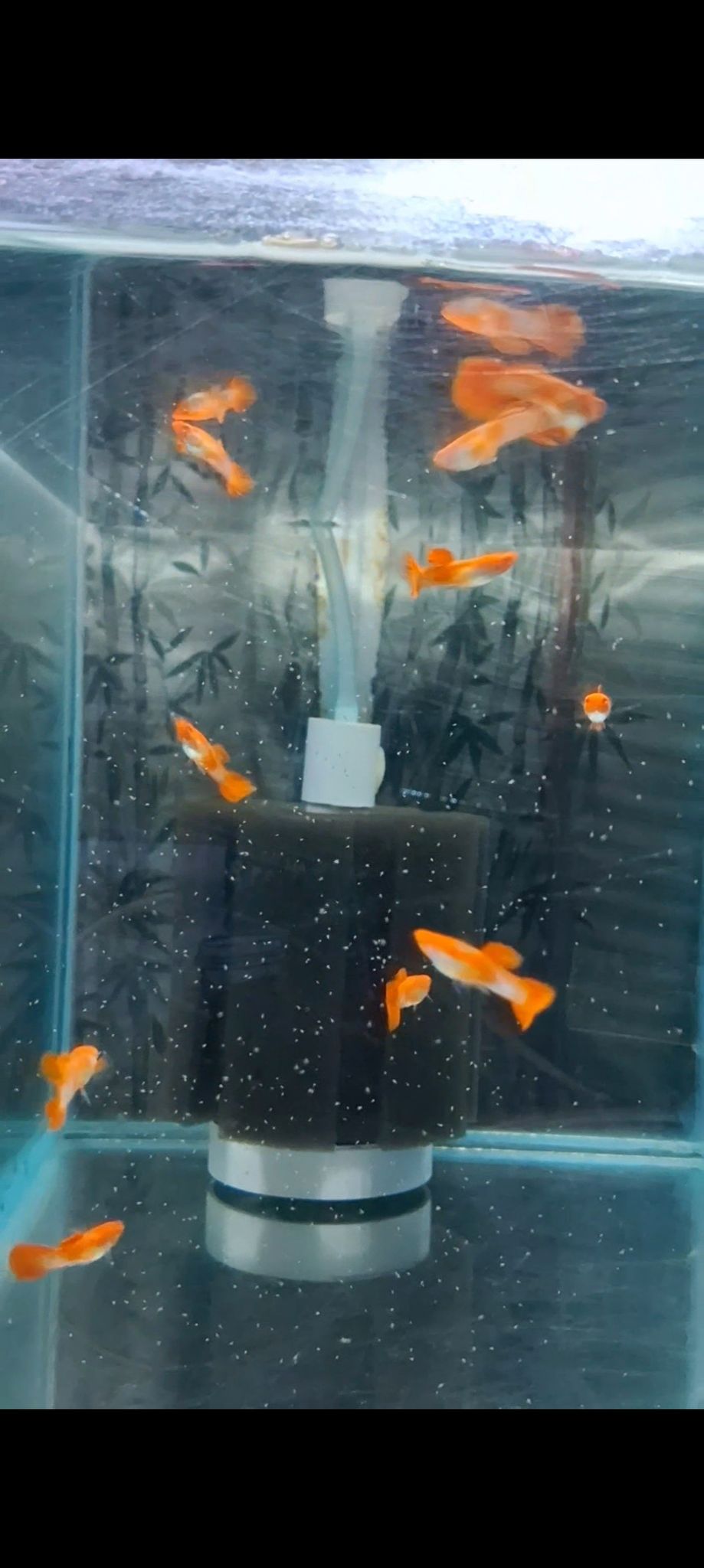 Albino Koi