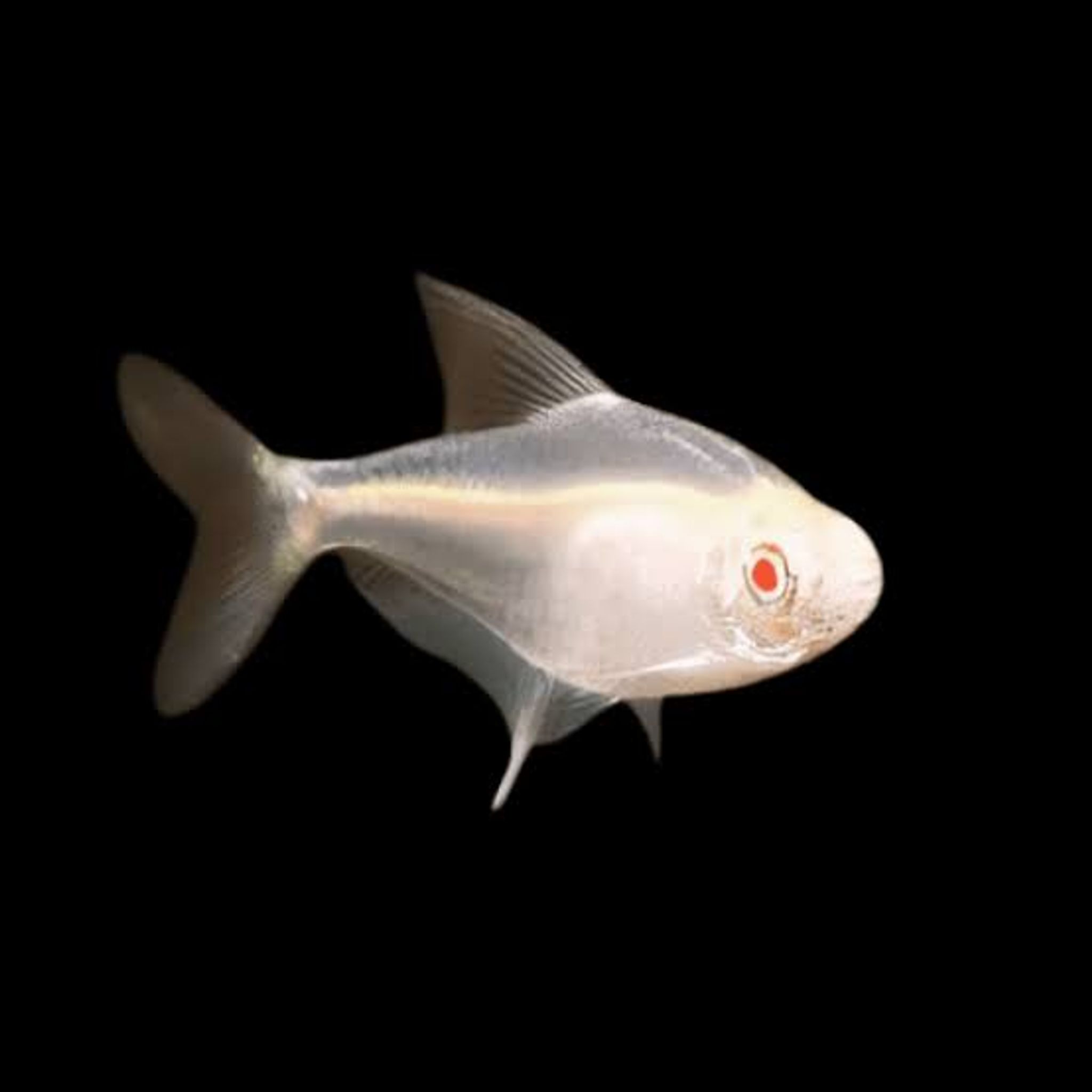 Albino Lemon Tetra
