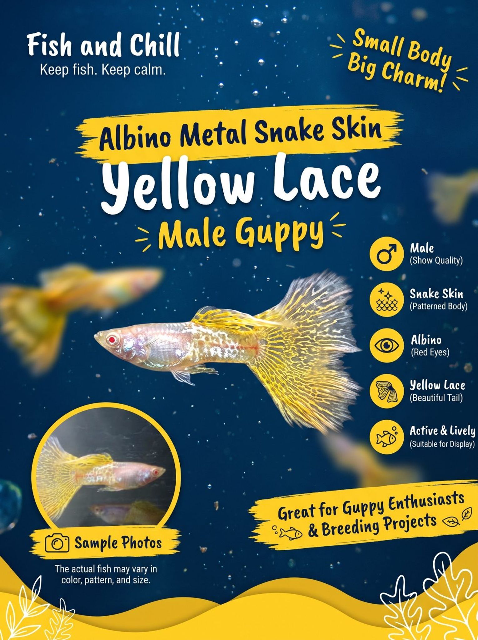 Albino Metal Snake Skin Yellow Lace Male Guppy