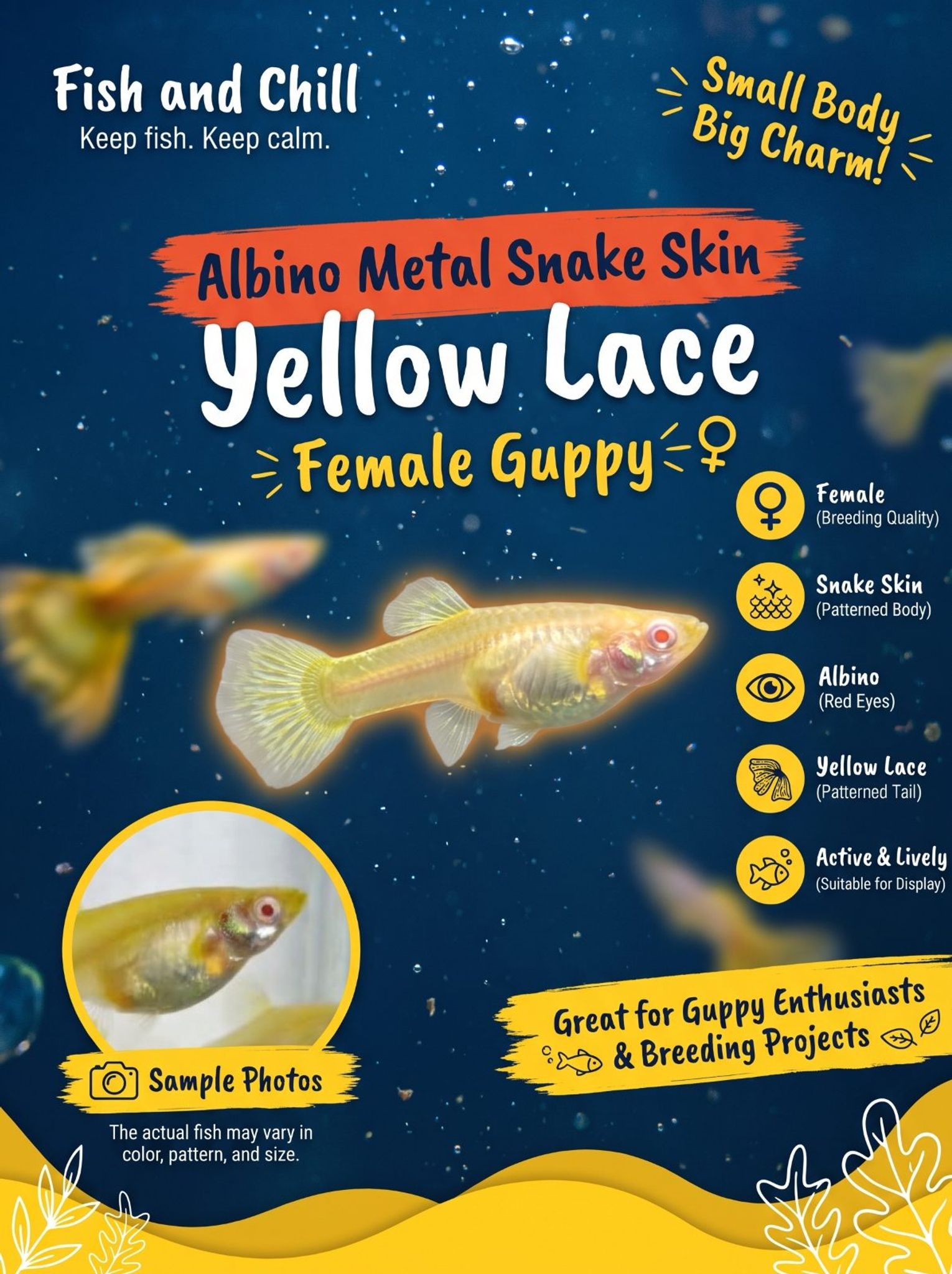 Albino Metal Snake skin Yellow lace Female Guppy