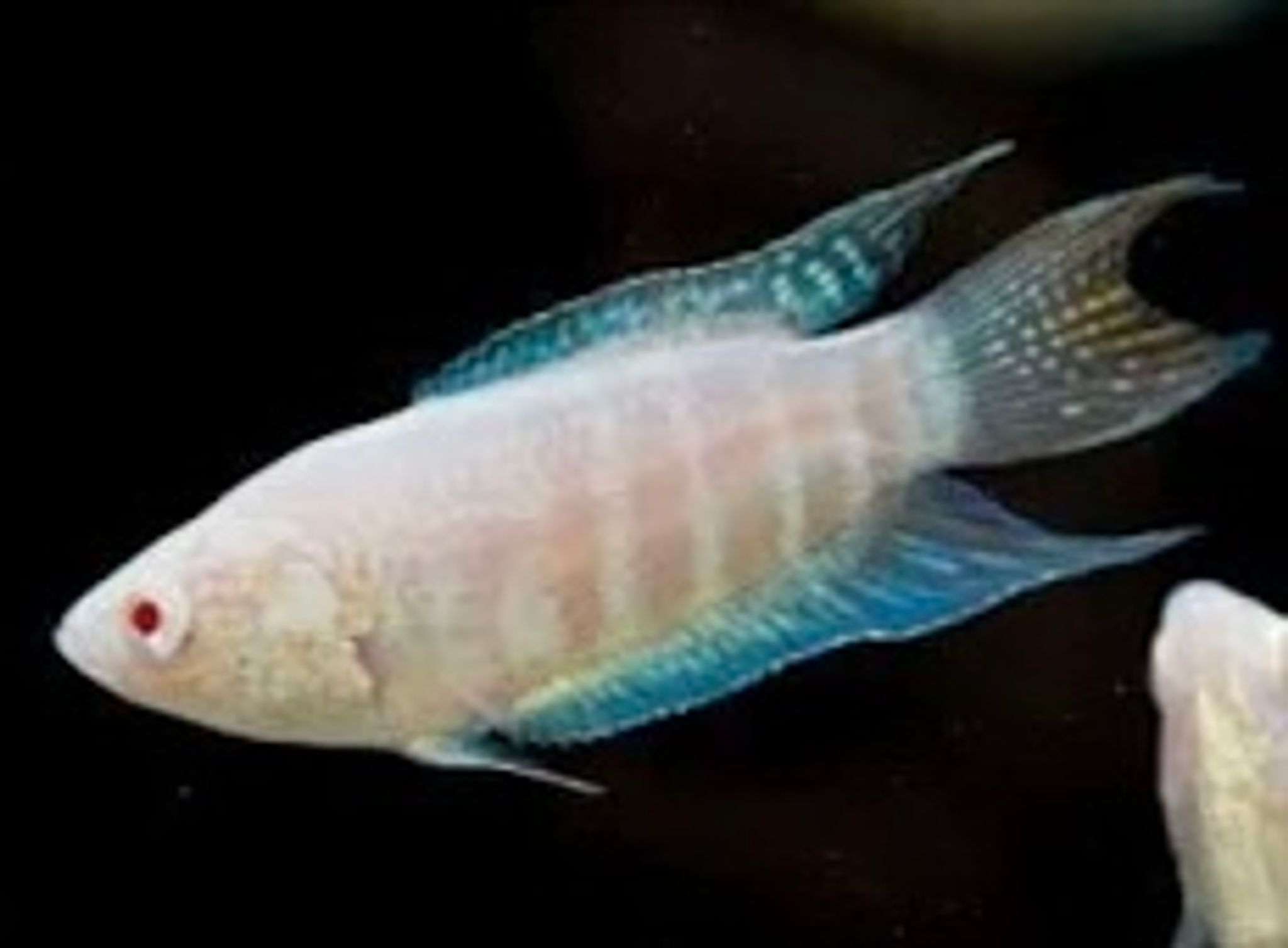 Albino Paradise Fish