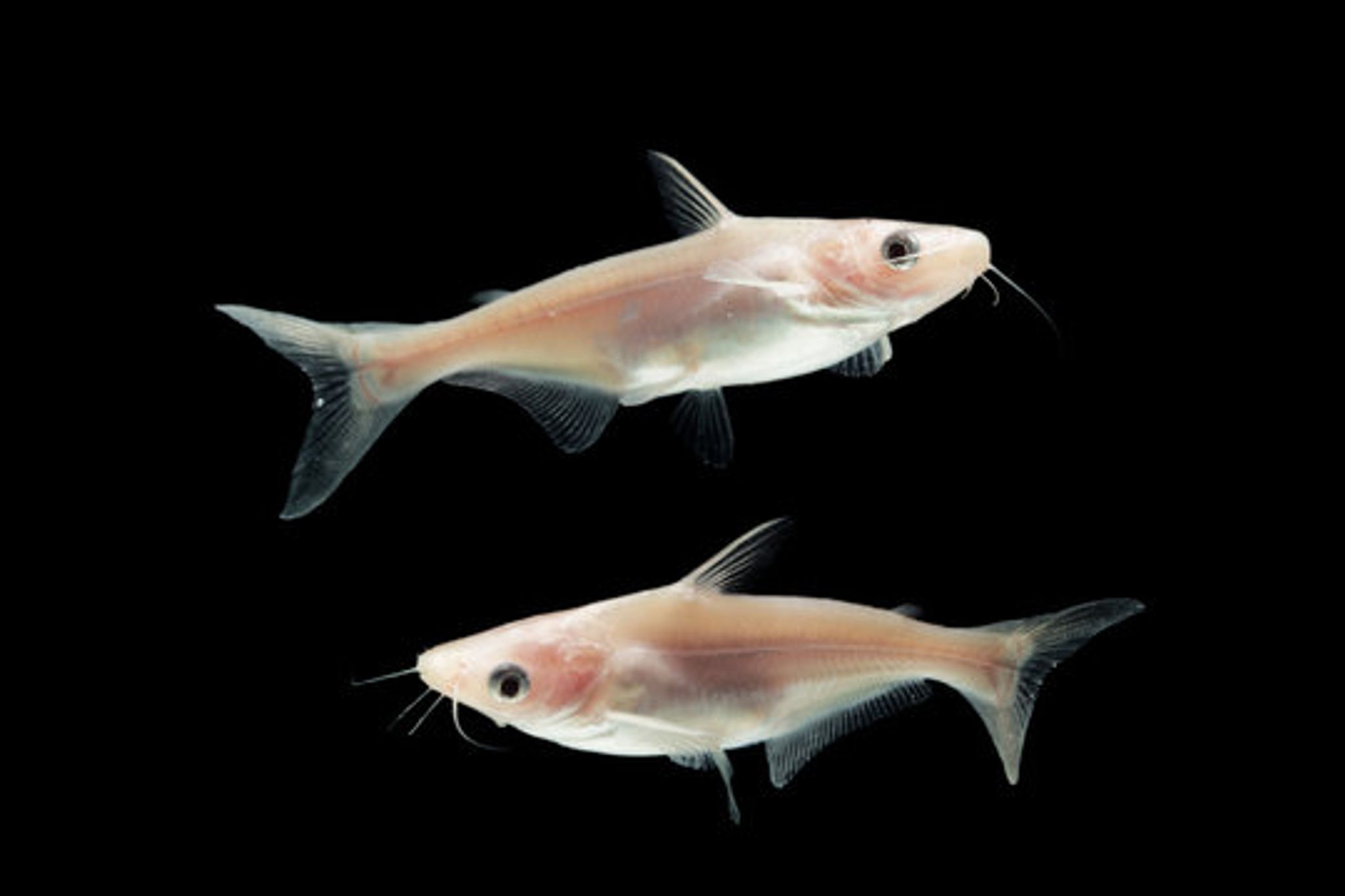 Albino Patin Catfish