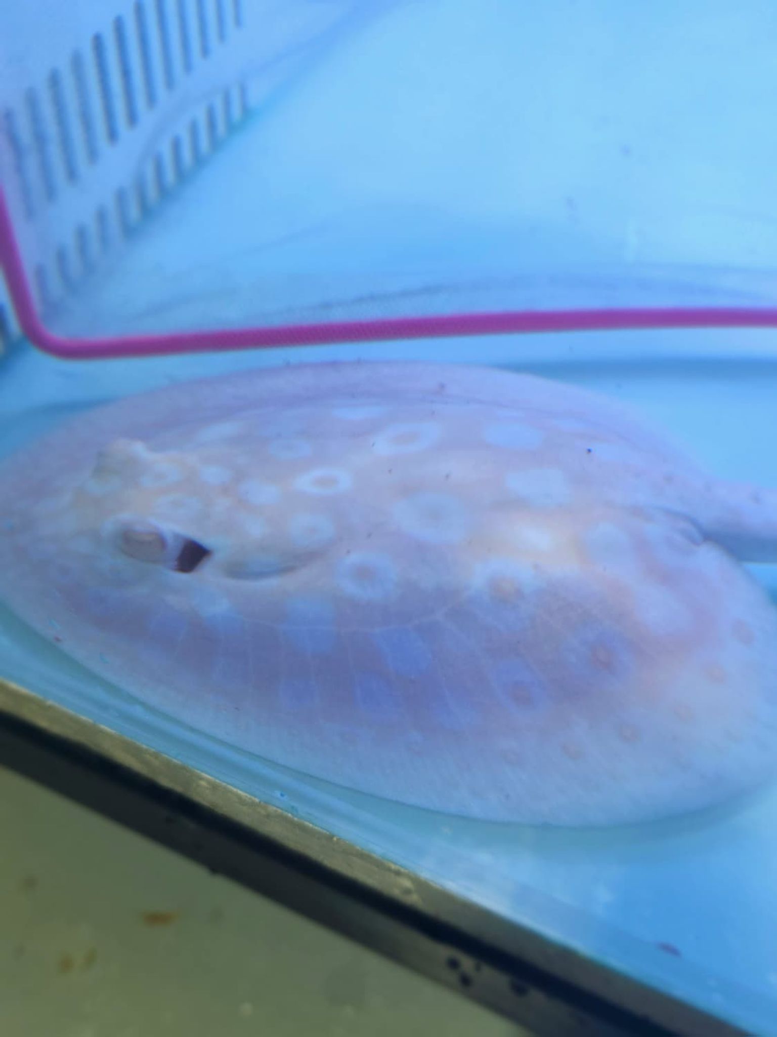 Albino Pearl Stingray