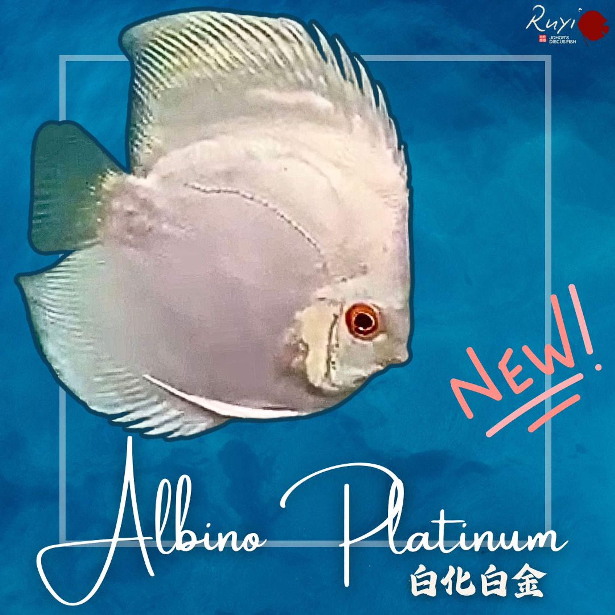 Albino Platinum 白化白金