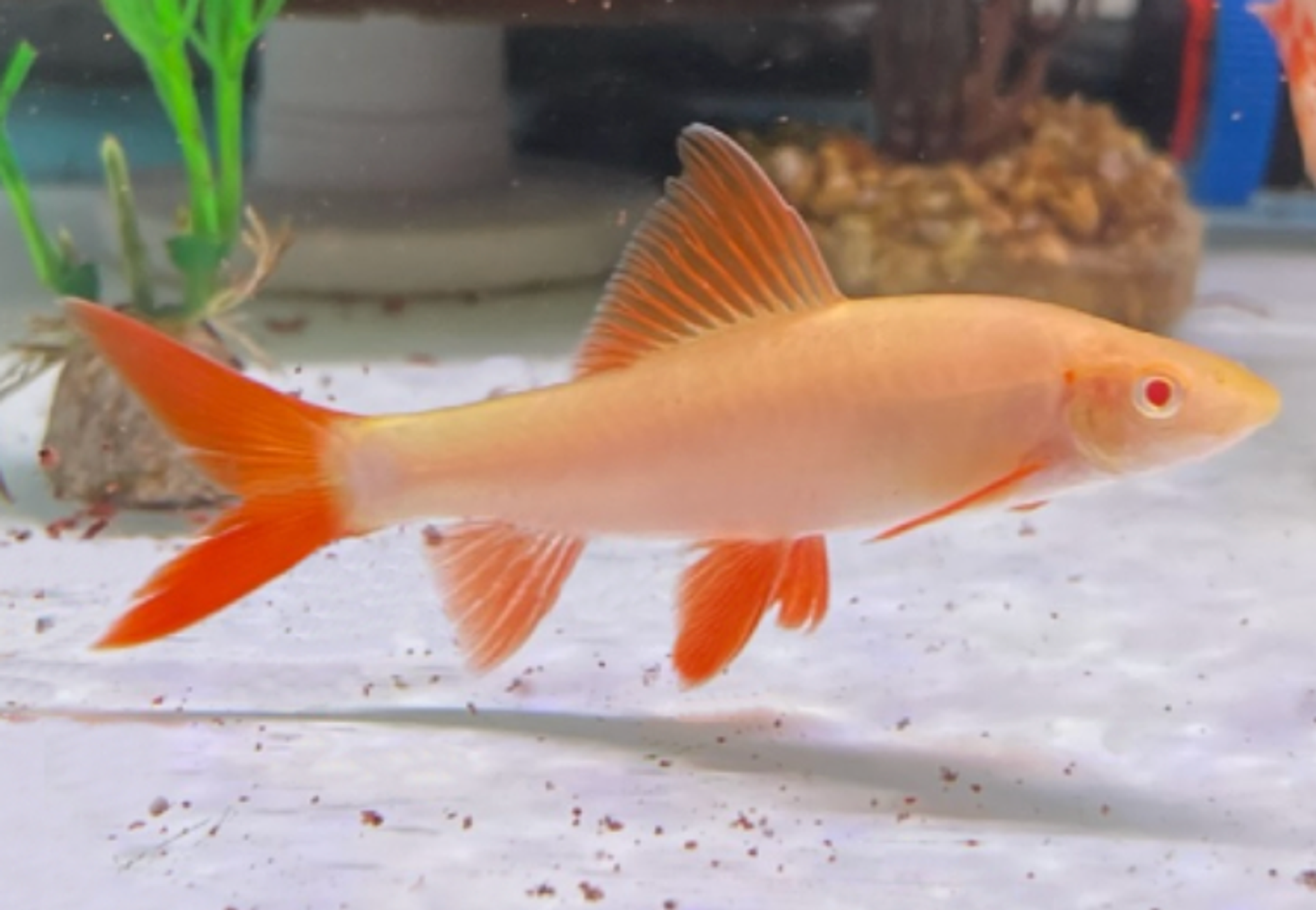 Albino Rainbow Shark