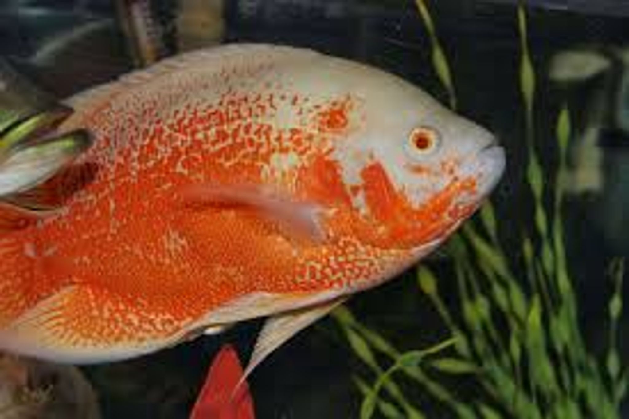 Albino Red Oscar
