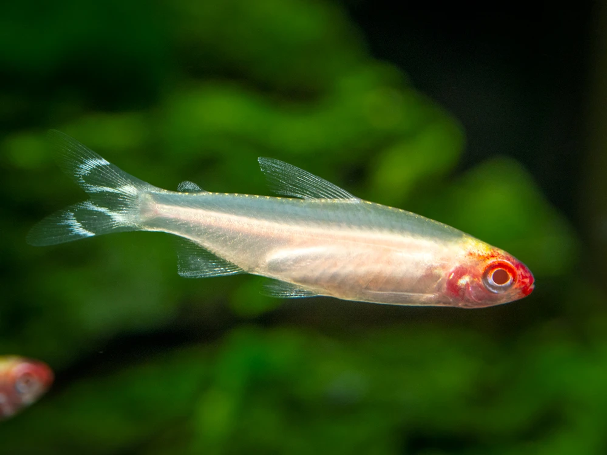 Albino Rummy Nose Tetra XL