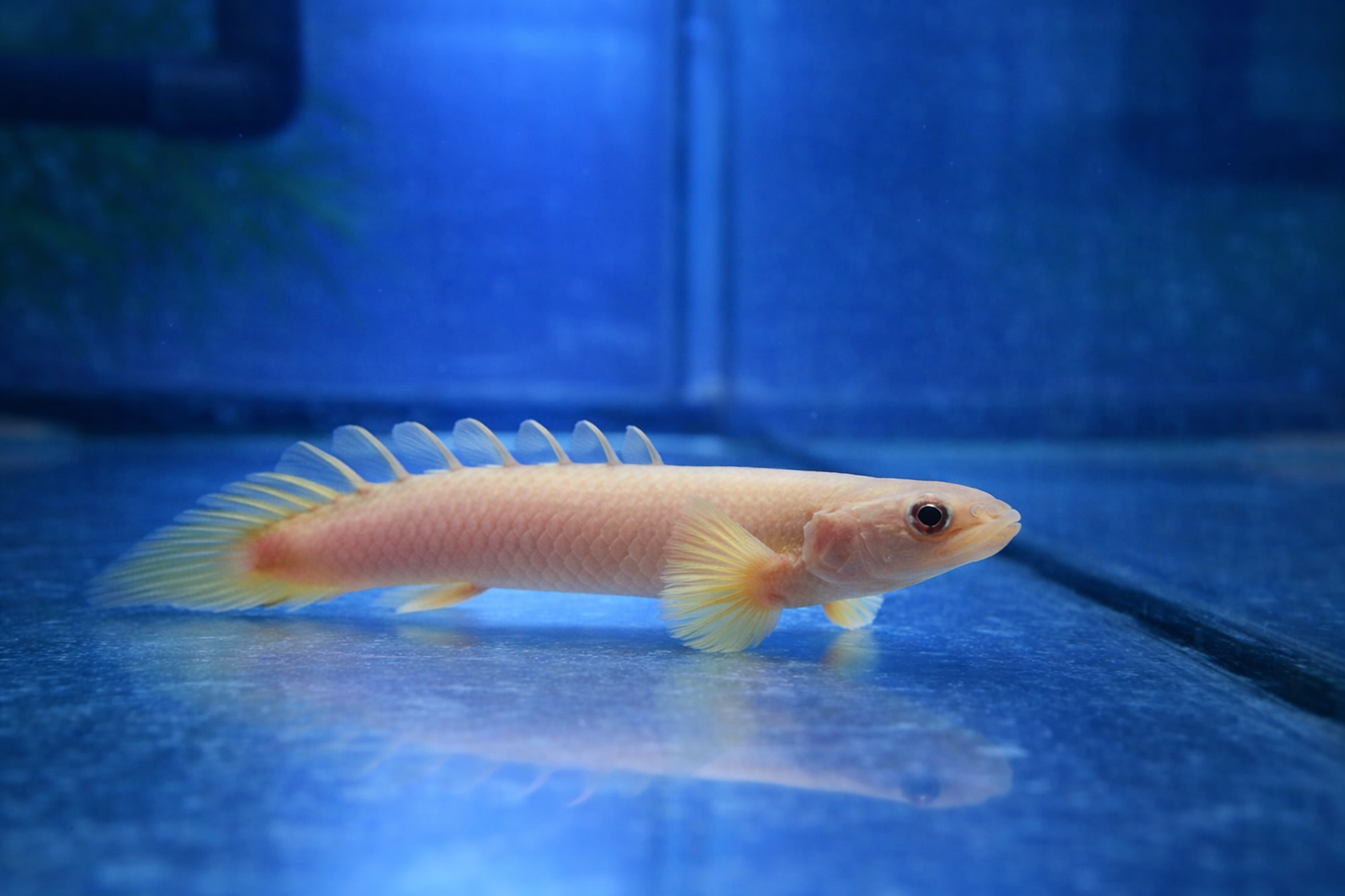 Albino Senegal Bichir