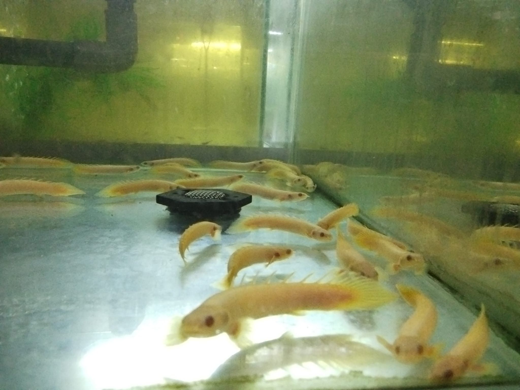 Albino Senegal Bichir