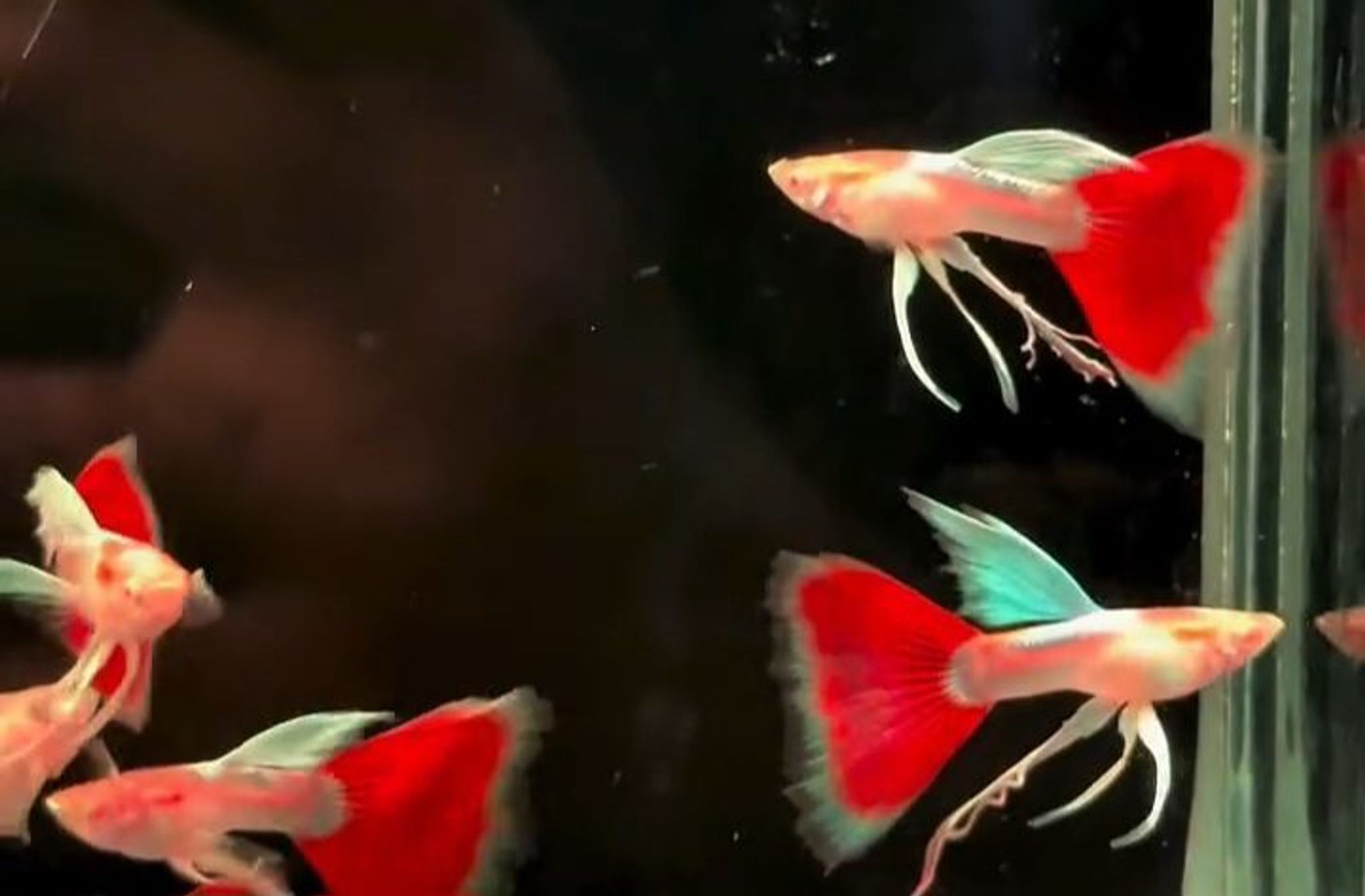 Albino Sky Ribbon Fin C