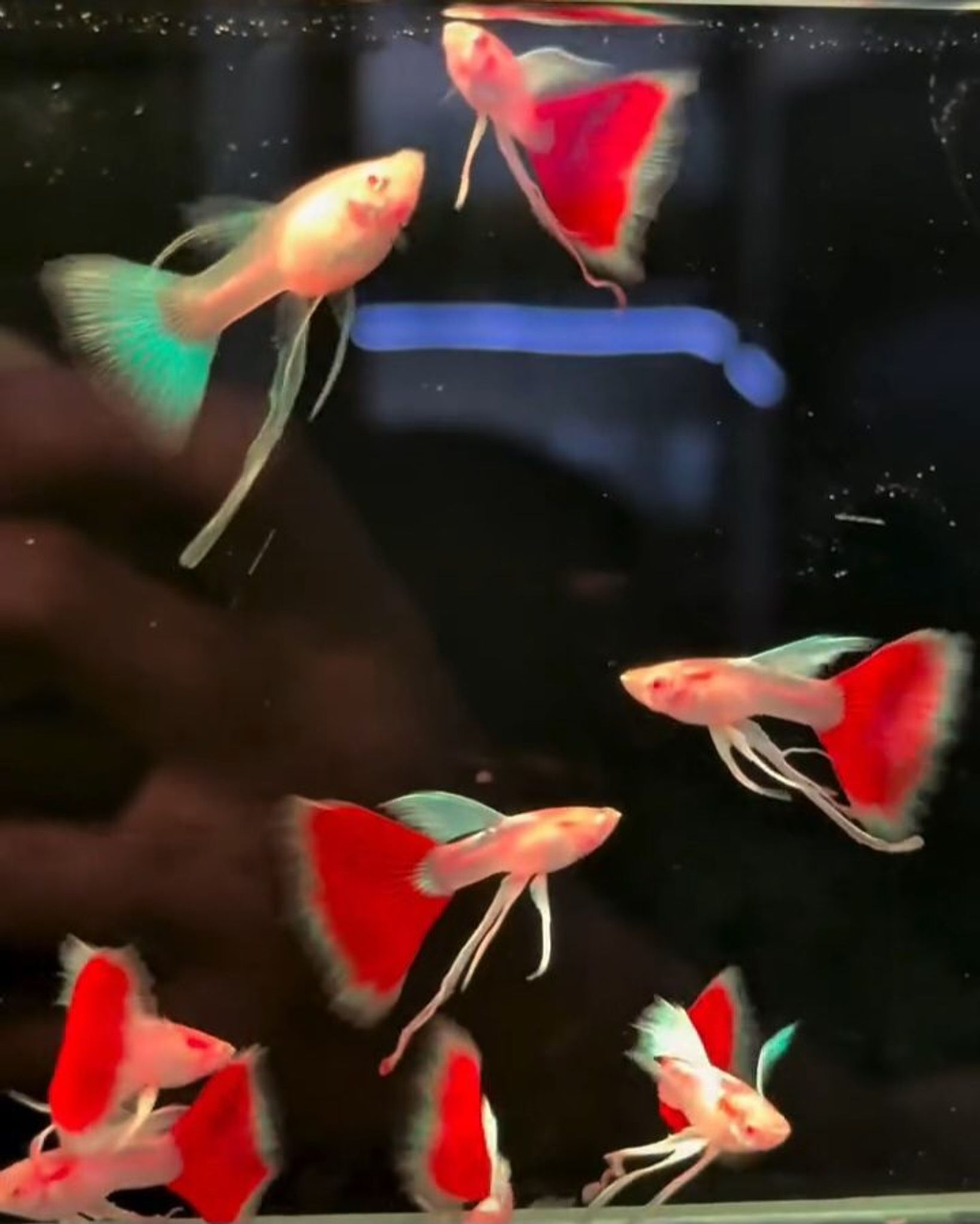 Albino Sky Ribbon Fin C