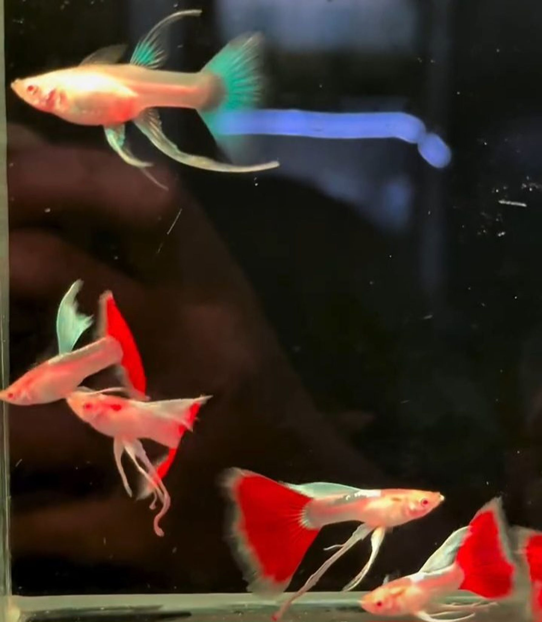 Albino Sky Ribbon Fin C