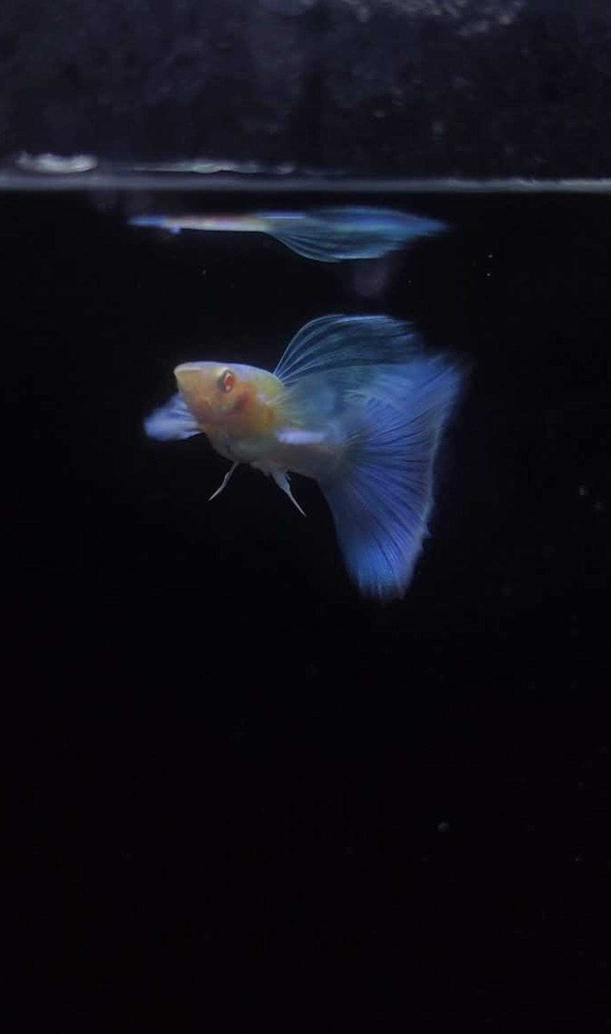 Albino Skyblue Halfmoon
