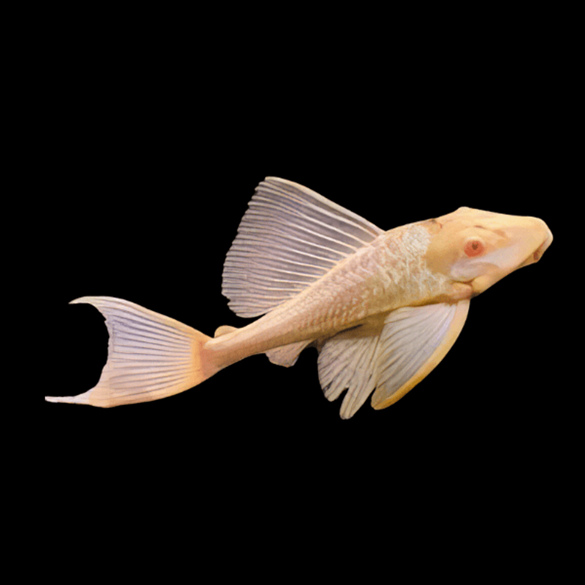 Albino Sucker Fish