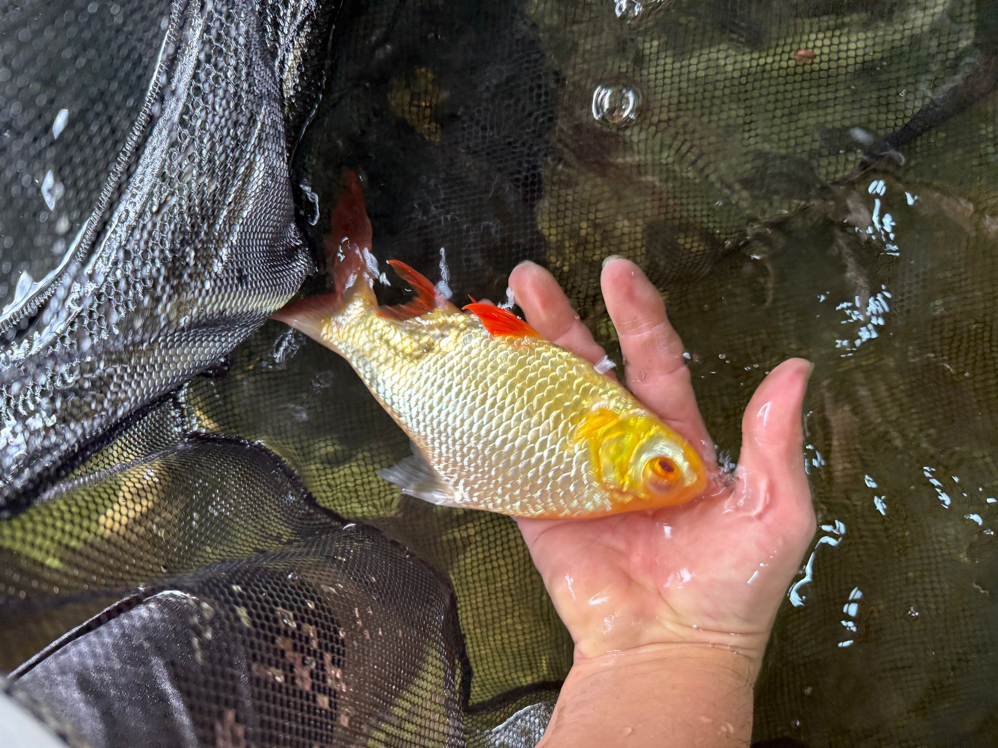 Albino Tinfoil Barb