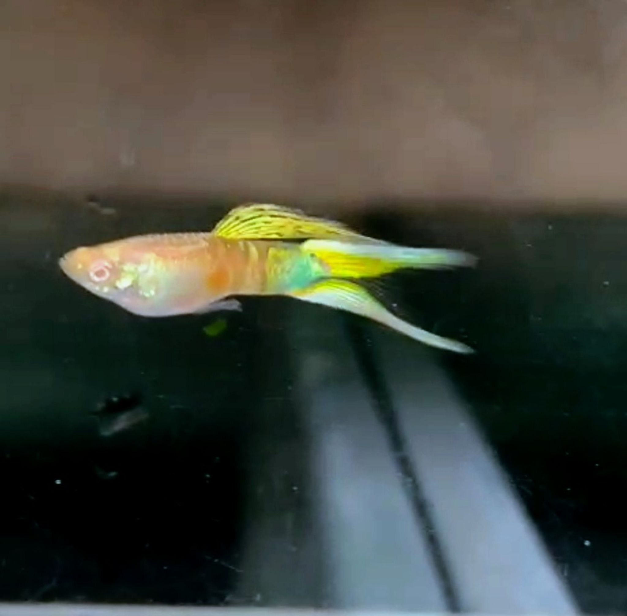 Higher Care Albino Vienna zebrinus double sword guppy