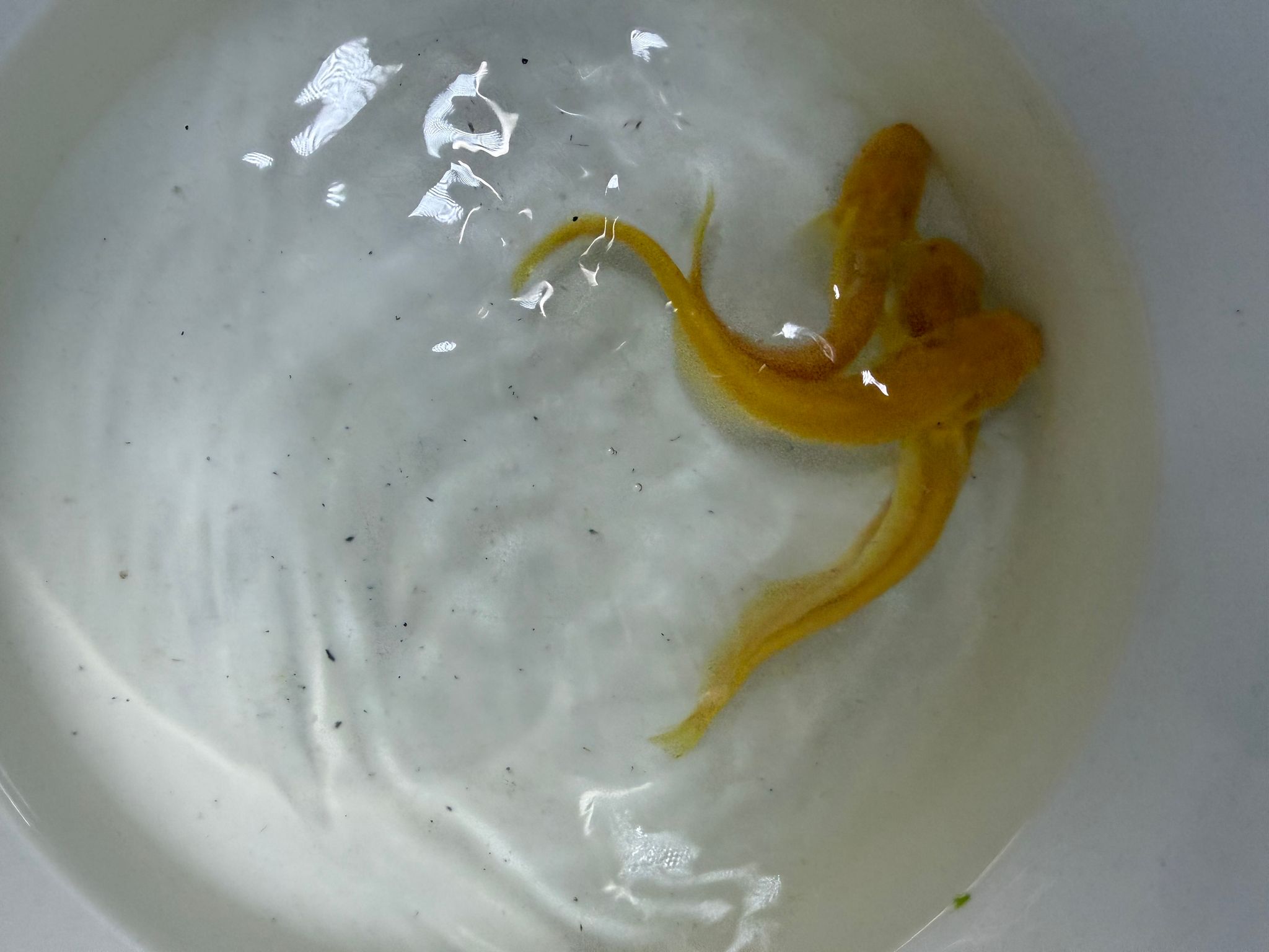 Albino Wels
