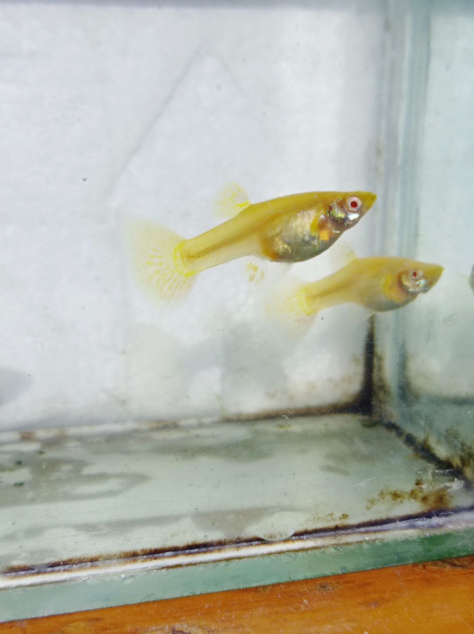 Albino Metal Snake skin Yellow lace Female Guppy