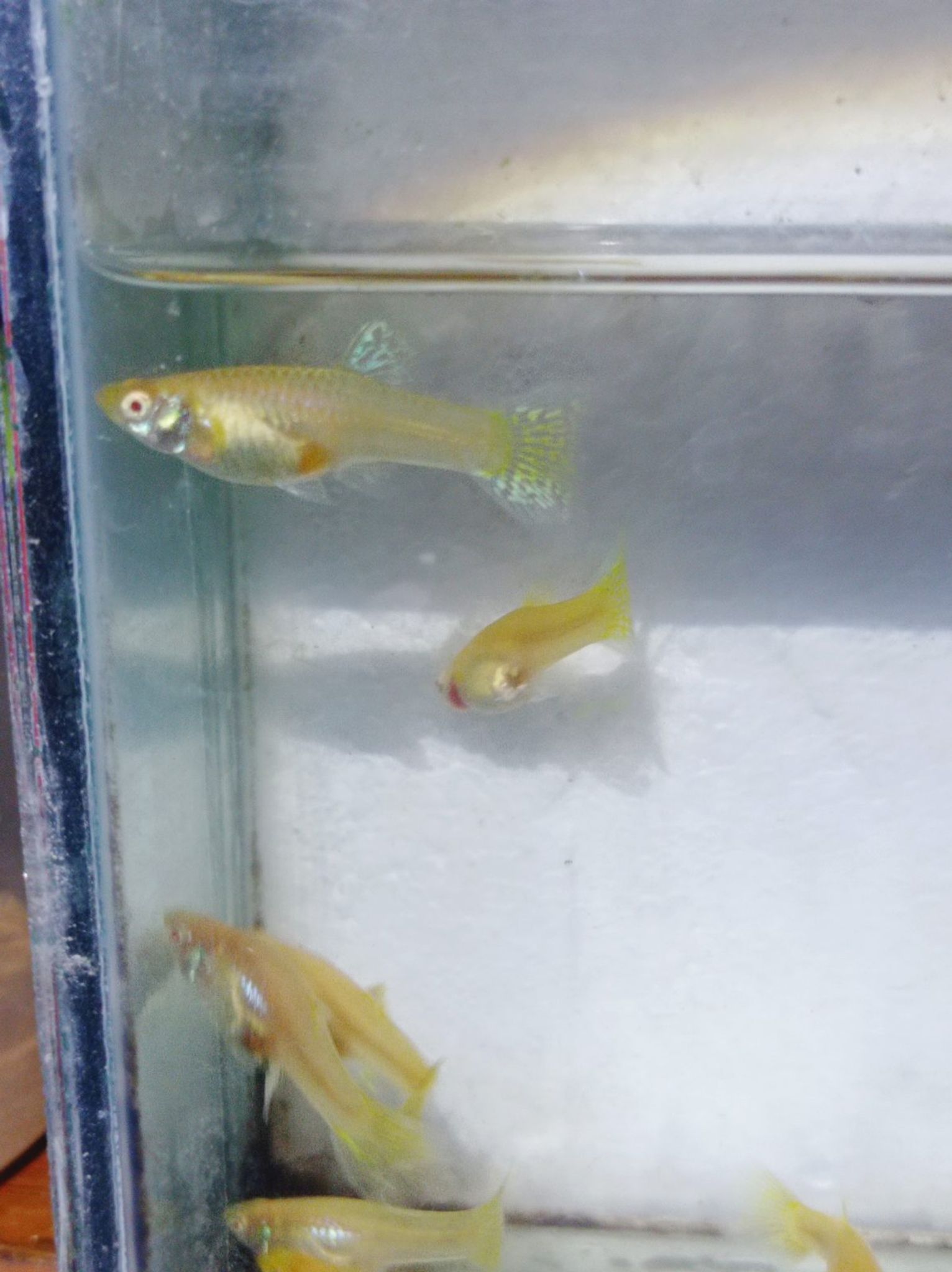 Albino Metal Snake skin Yellow lace Female Guppy