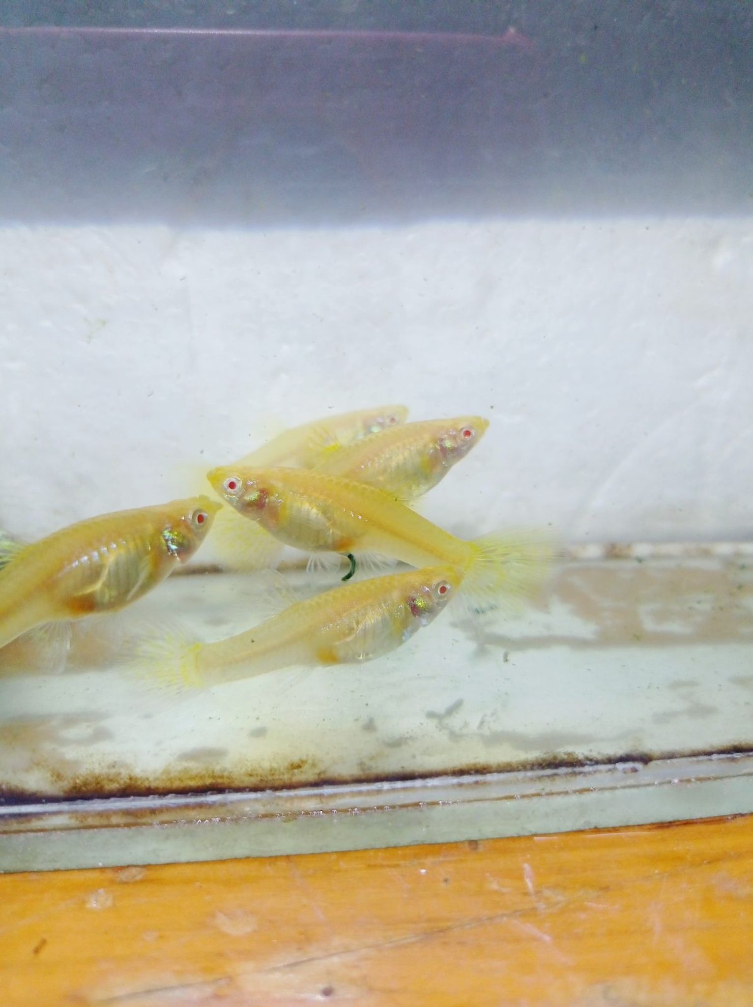 Albino Metal Snake skin Yellow lace Female Guppy