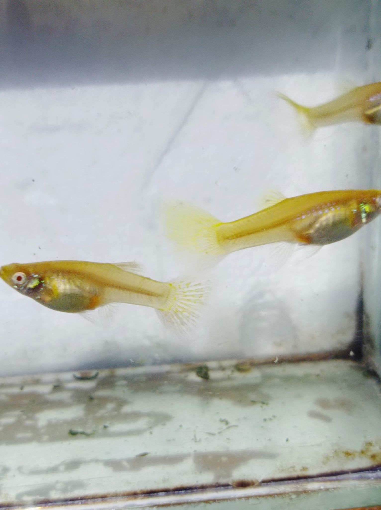 Albino Metal Snake skin Yellow lace Female Guppy
