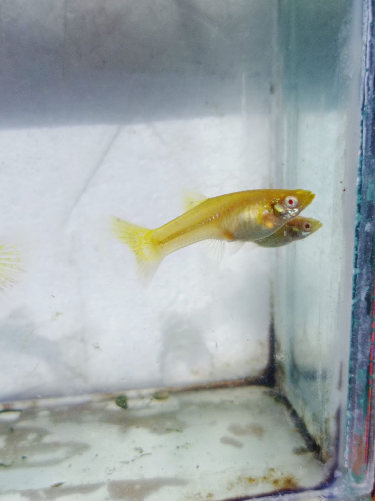 Albino Metal Snake skin Yellow lace Female Guppy