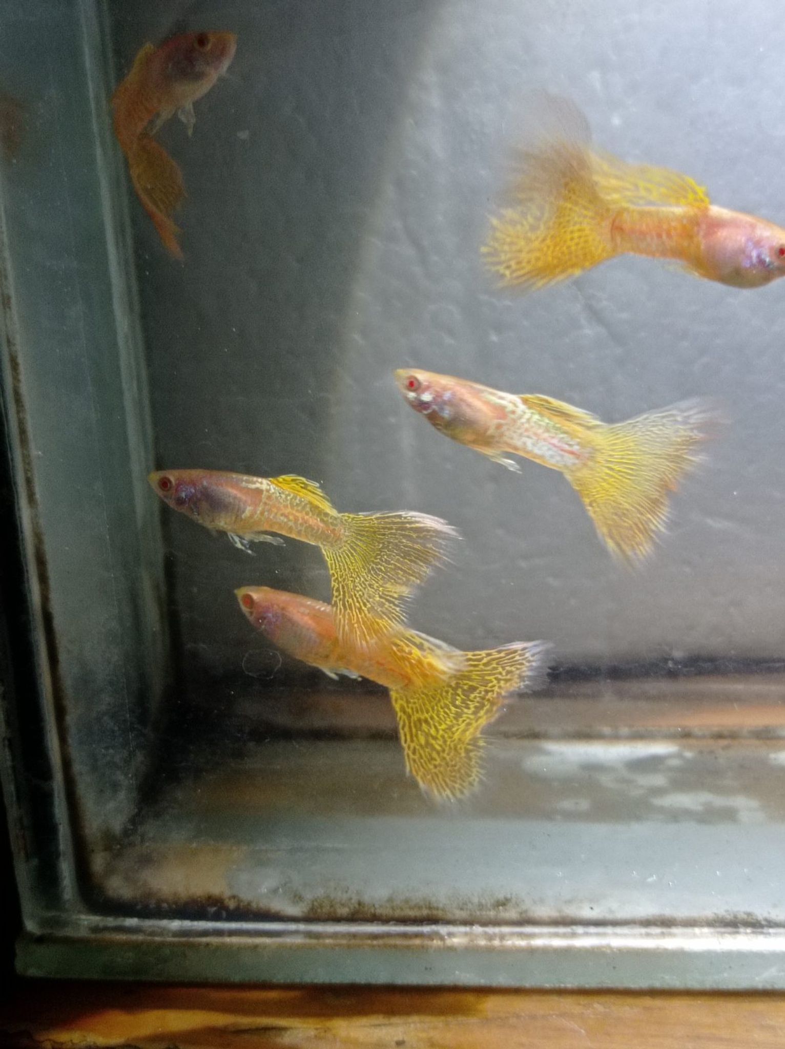 Albino Metal Snake Skin Yellow Lace Male Guppy