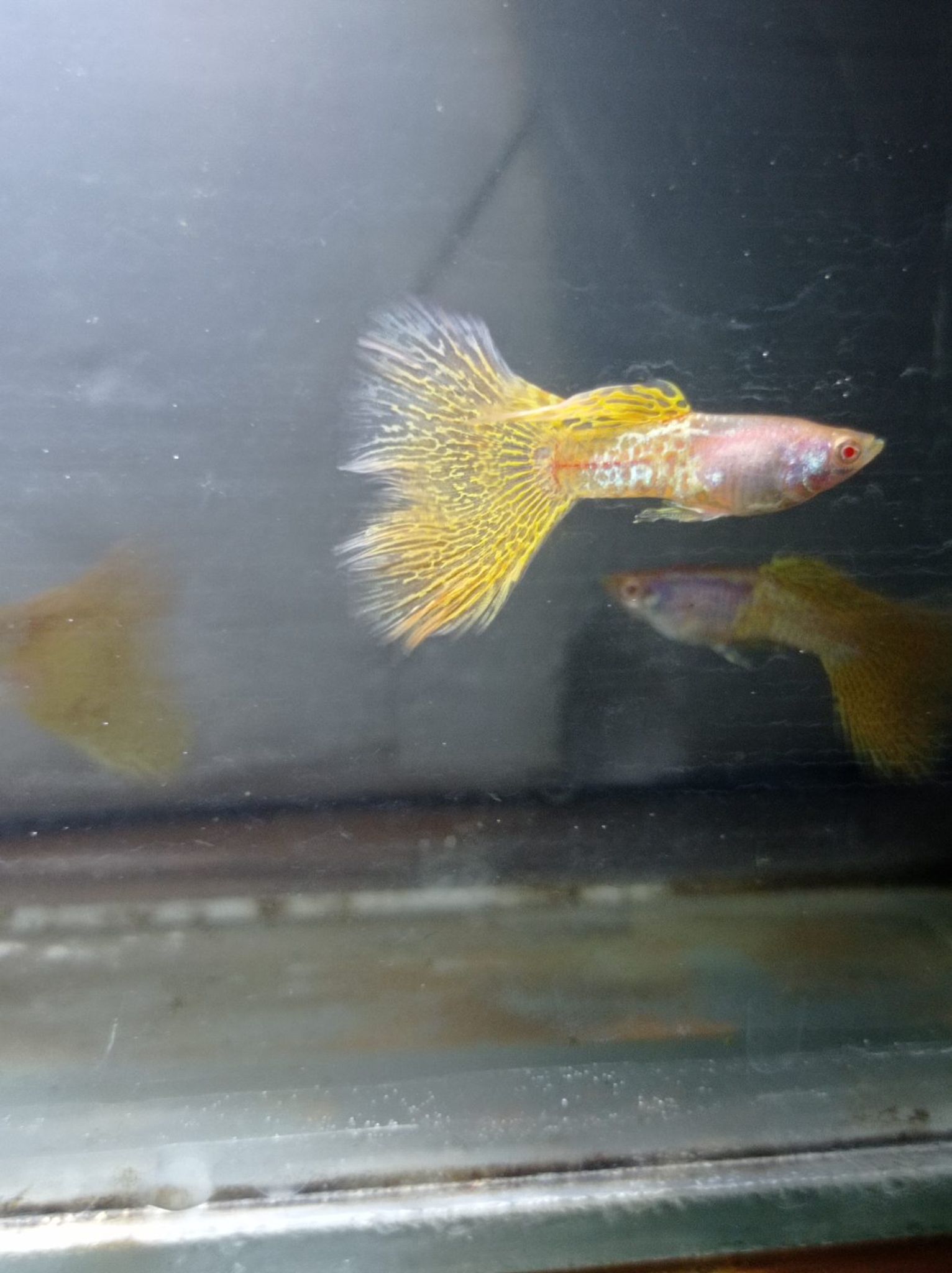 Albino Metal Snake Skin Yellow Lace Male Guppy