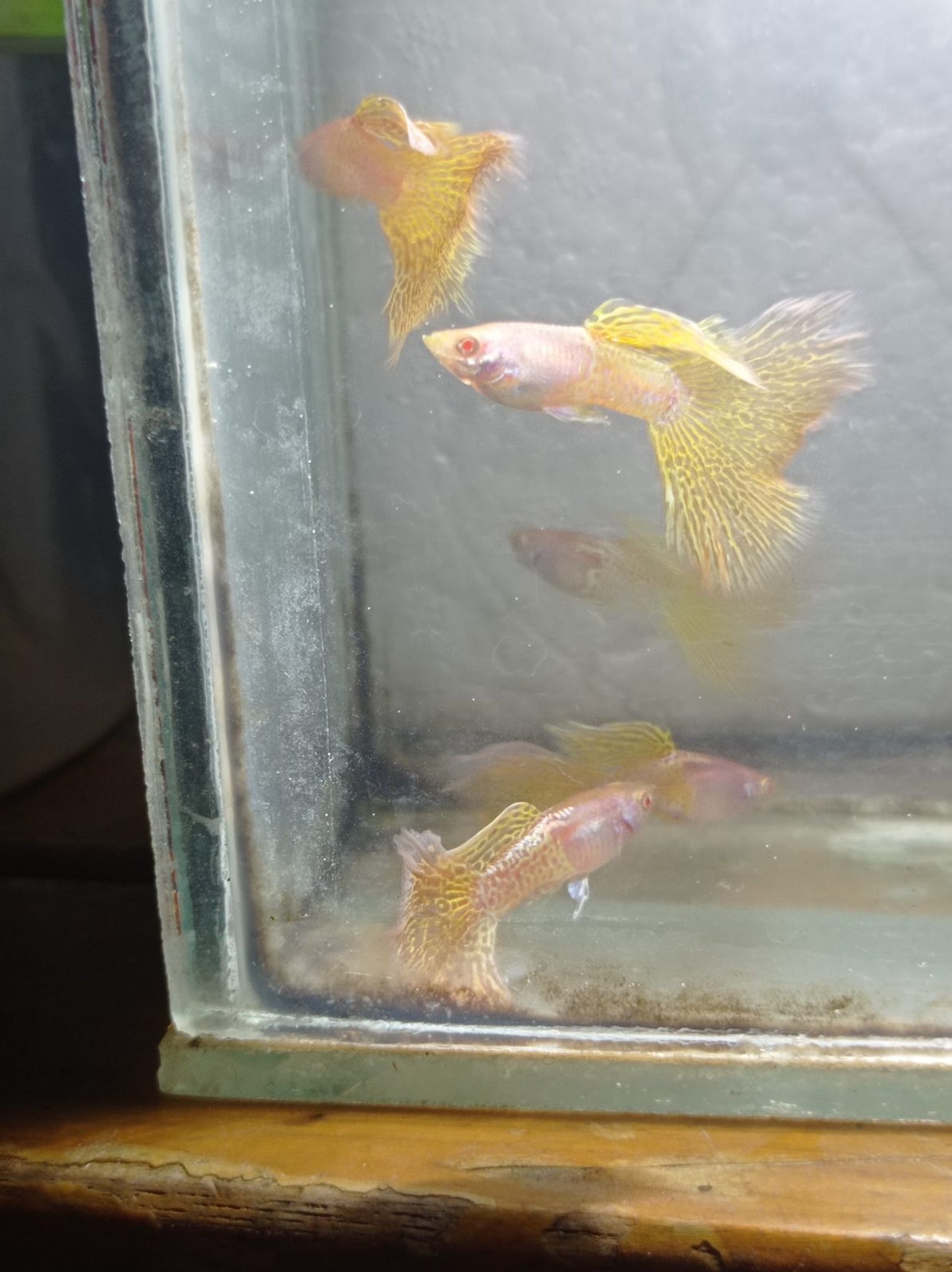Albino Metal Snake Skin Yellow Lace Male Guppy