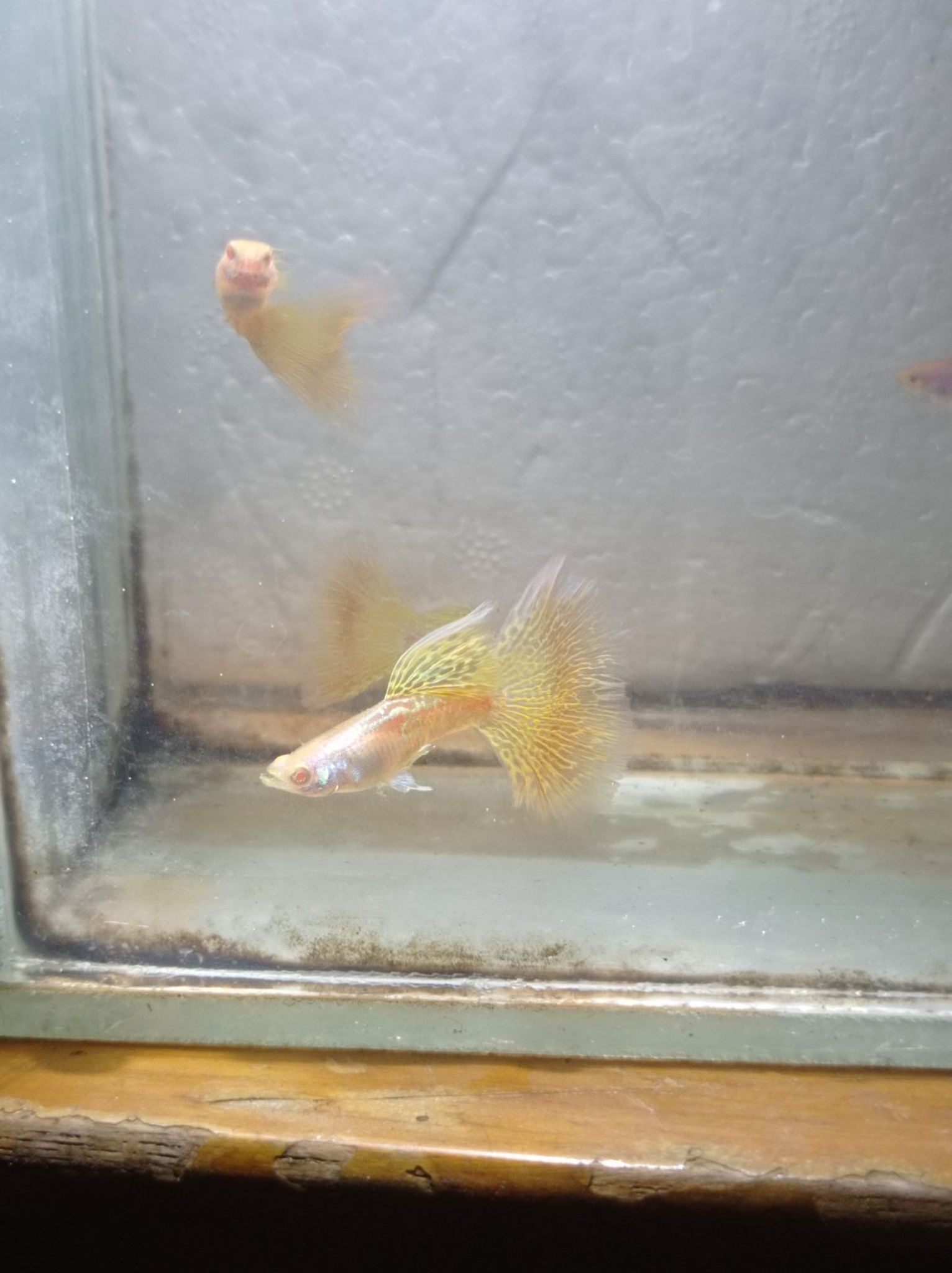 Albino Metal Snake Skin Yellow Lace Male Guppy